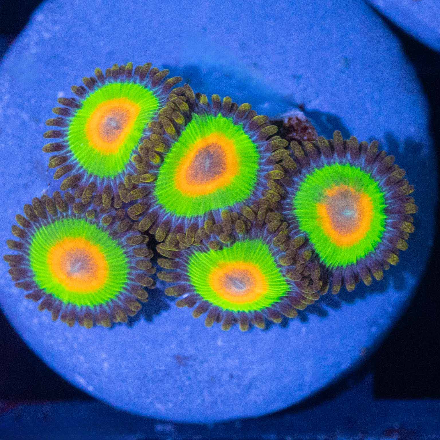 ZOA 　　　　　　　　　　　　　　　　　Z.O.A LSTAX25-05-71-