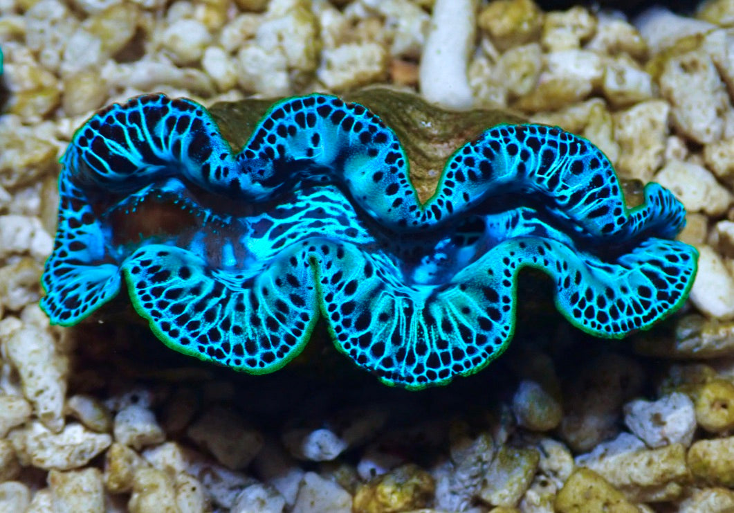 Reef Aquarium Clams For Sale Lucky Corals