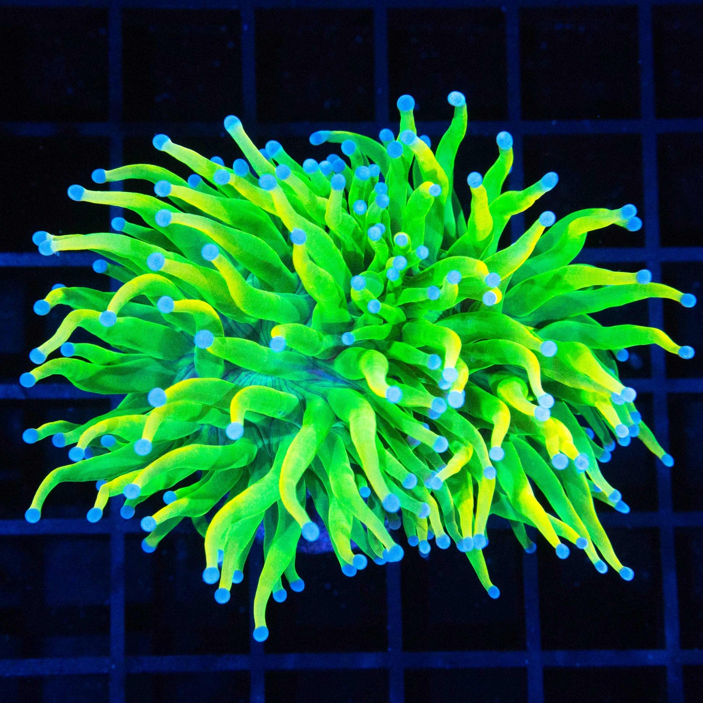 2 Head Holy Grail Torch