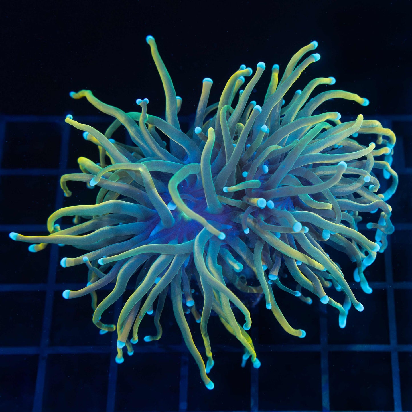 2 Head Dragon Tamer Torch Coral