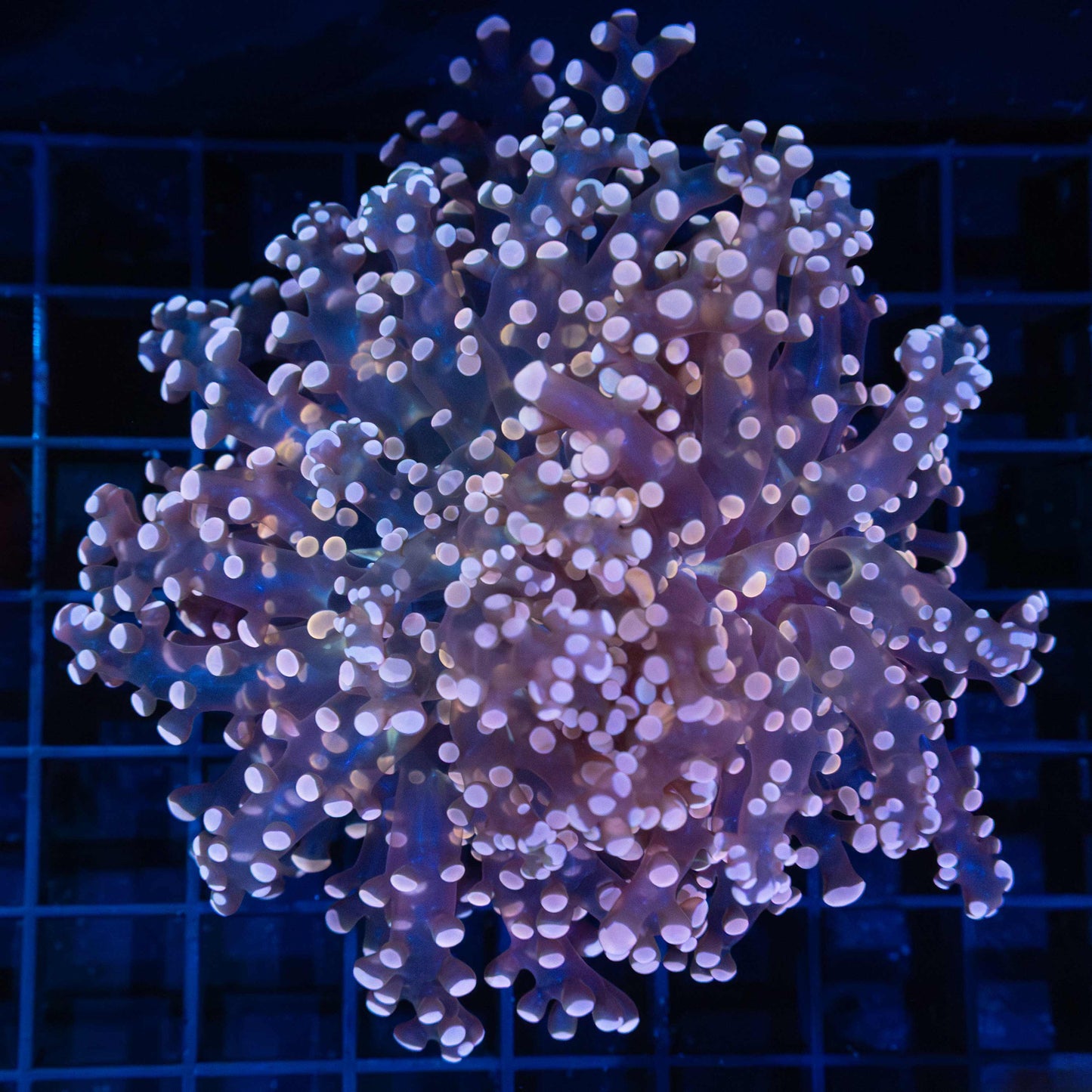 2 Heads Peach Frogspawn