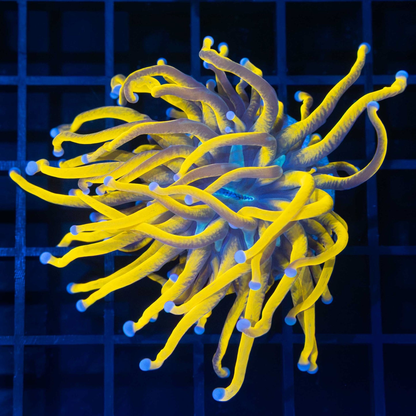 Malay Ultra 24K Gold Torch Coral (Bright Yellow)