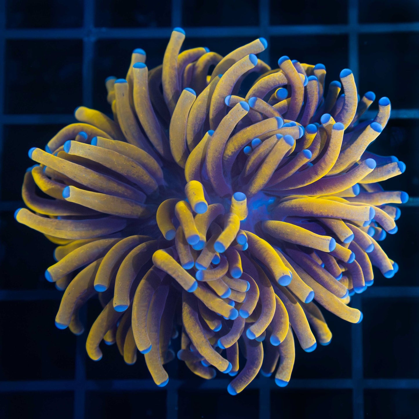 24K Gold Torch Coral