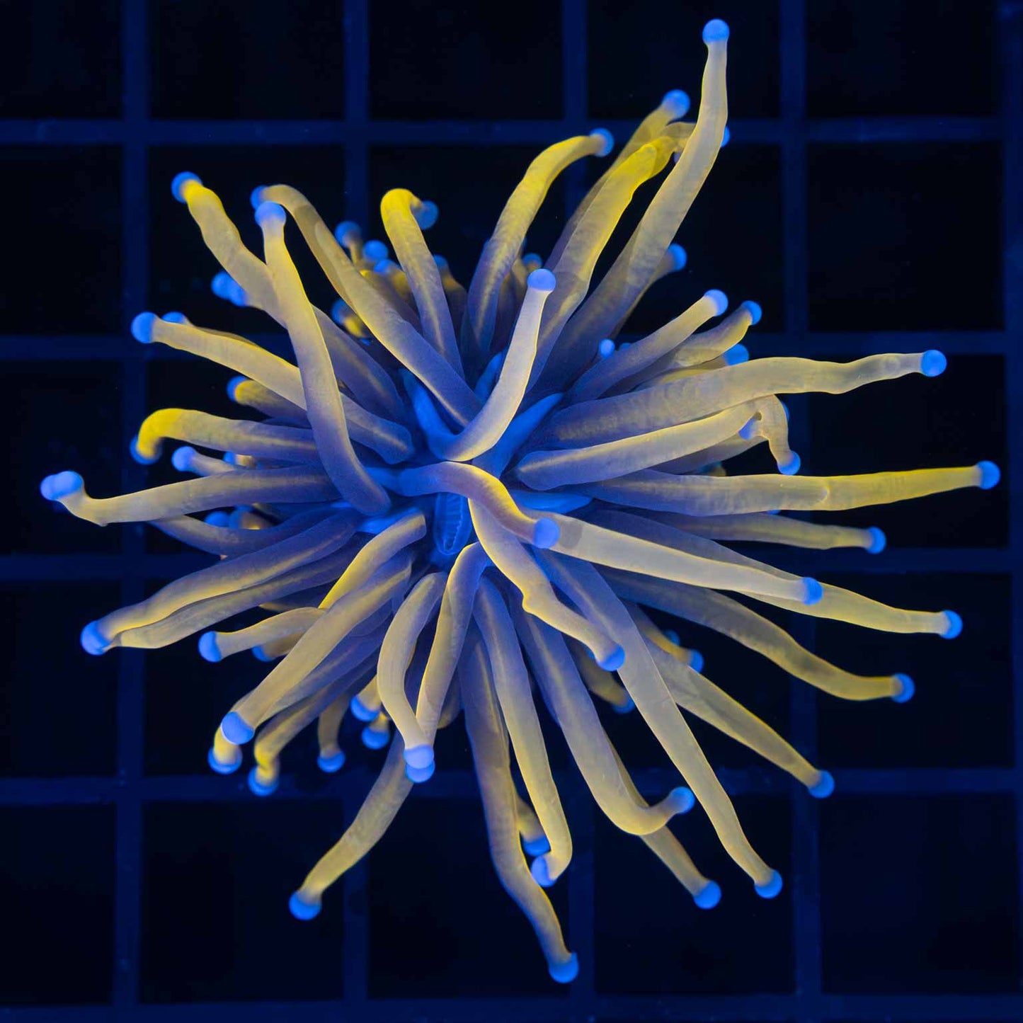 24K Gold Torch Coral