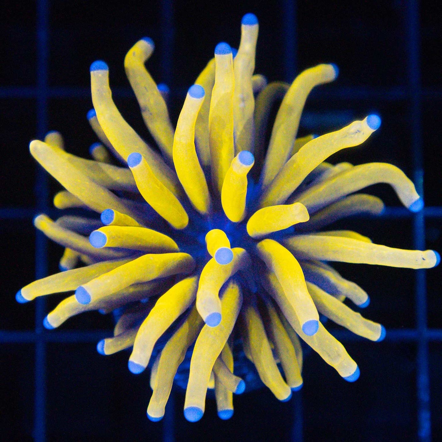 Ultimate 24K Torch Coral (Bright!)