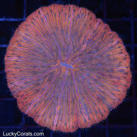 Large Multicolor Plate Coral 3"