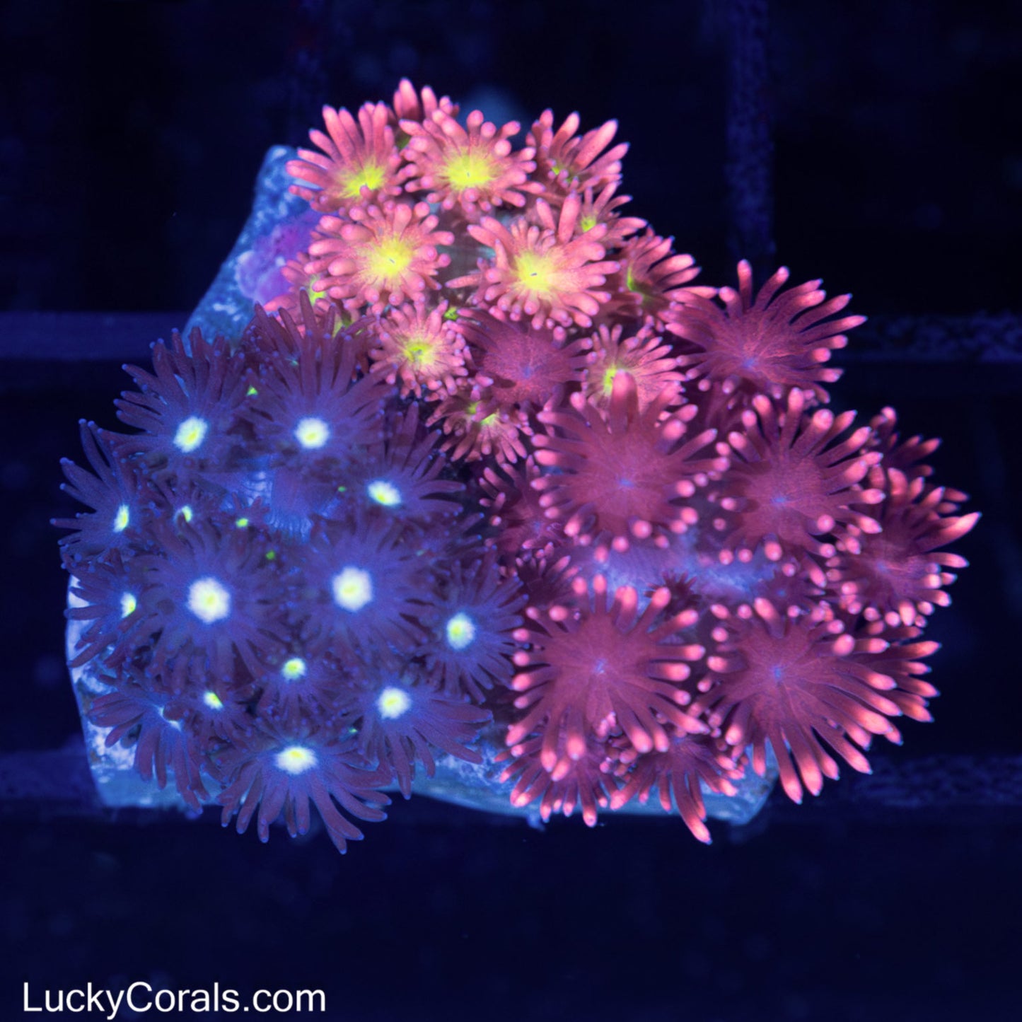 3 Color Goni Coral Combo
