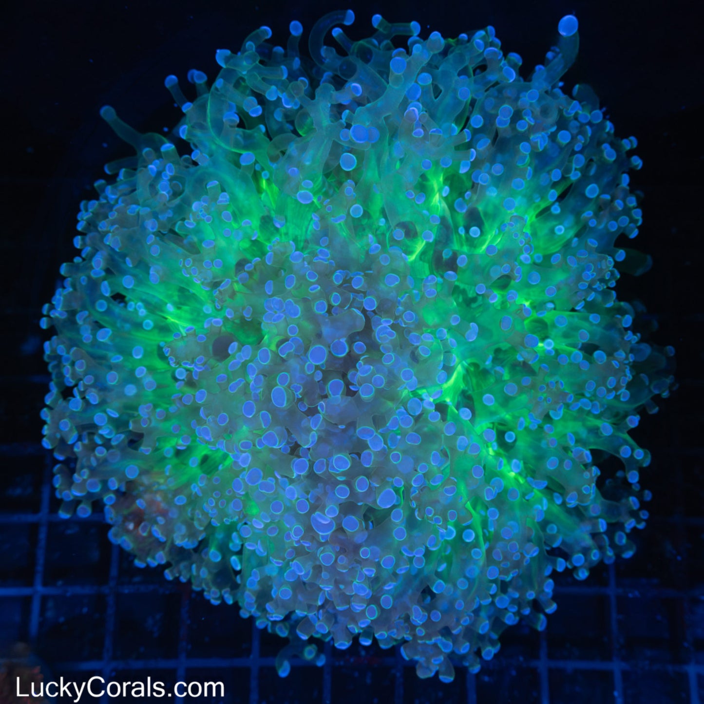 Giant Head Blue and Toxic Green Branching Octospawn Coral 6"