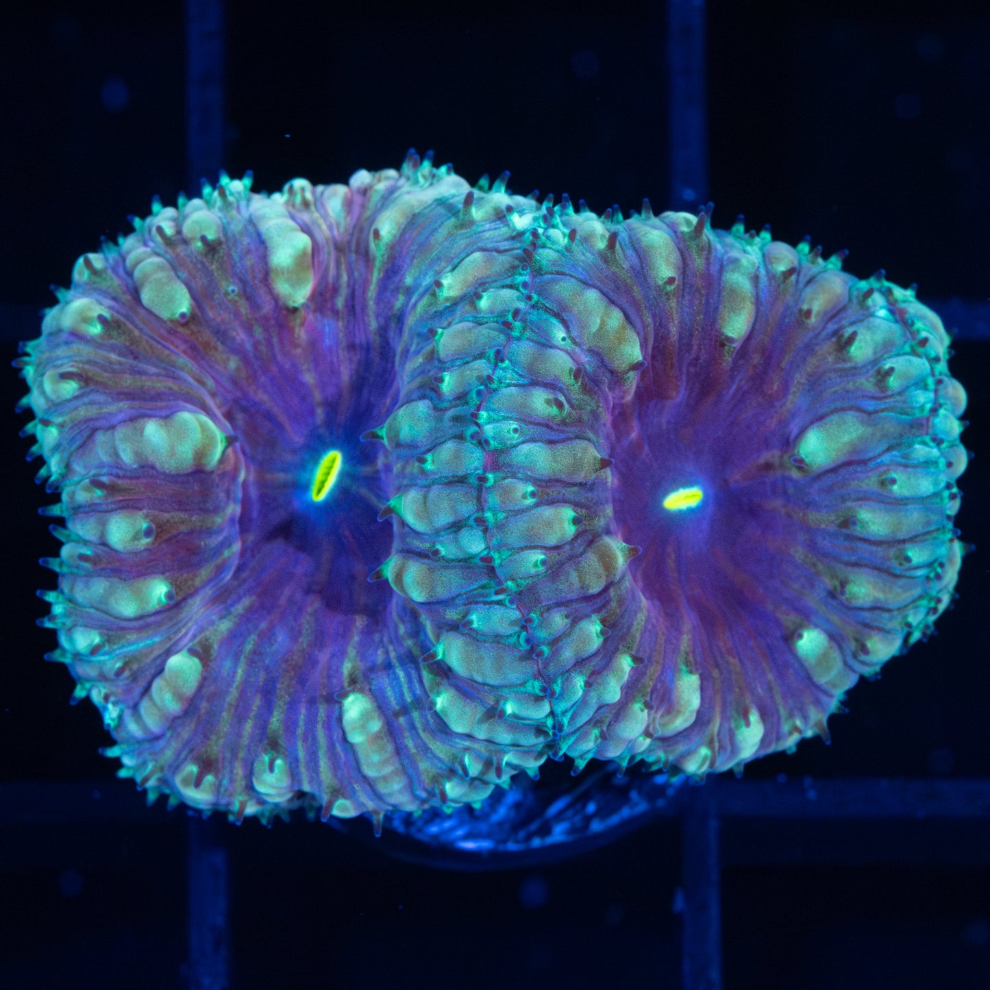 Ice King Blastomussa