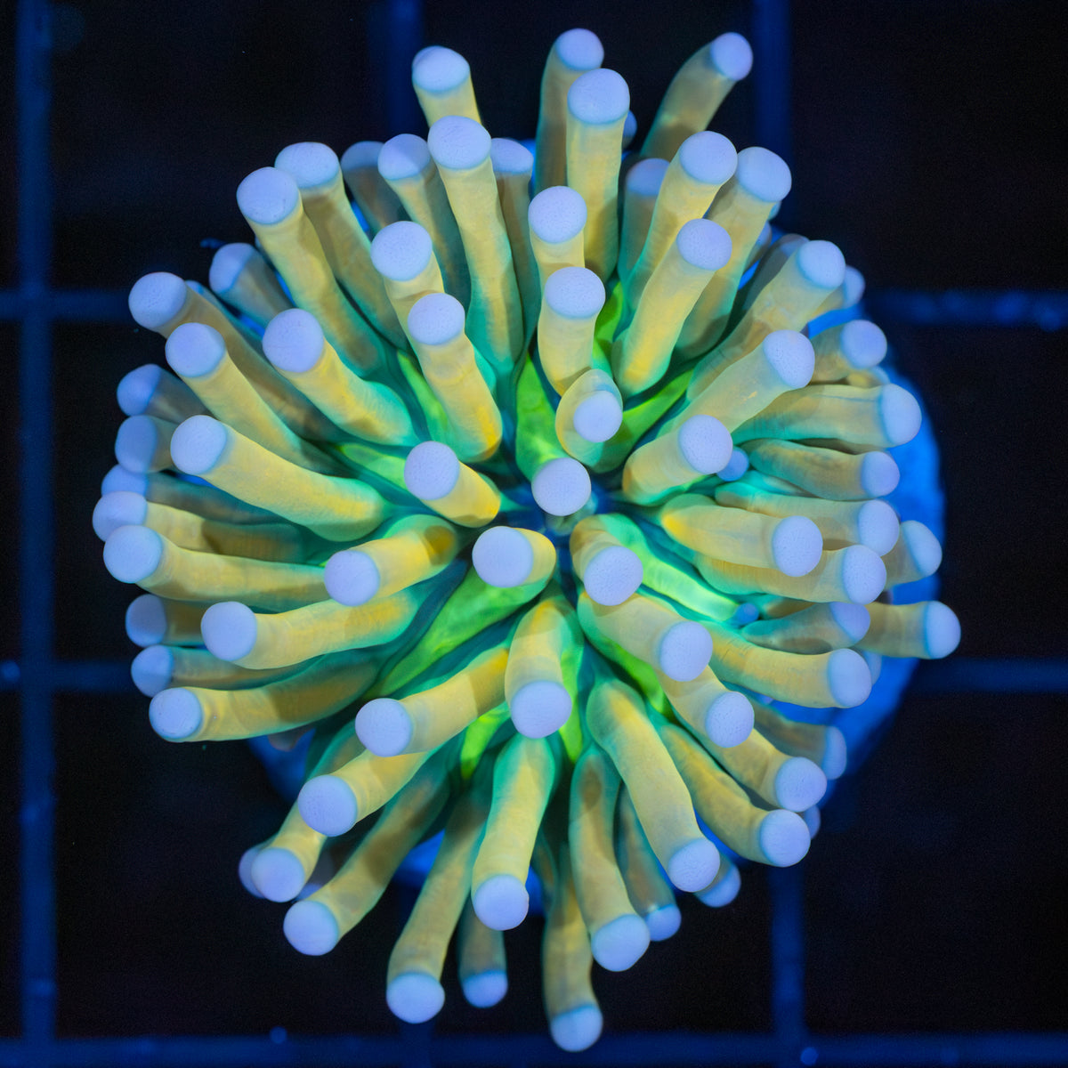 White Tip Banana Torch Coral