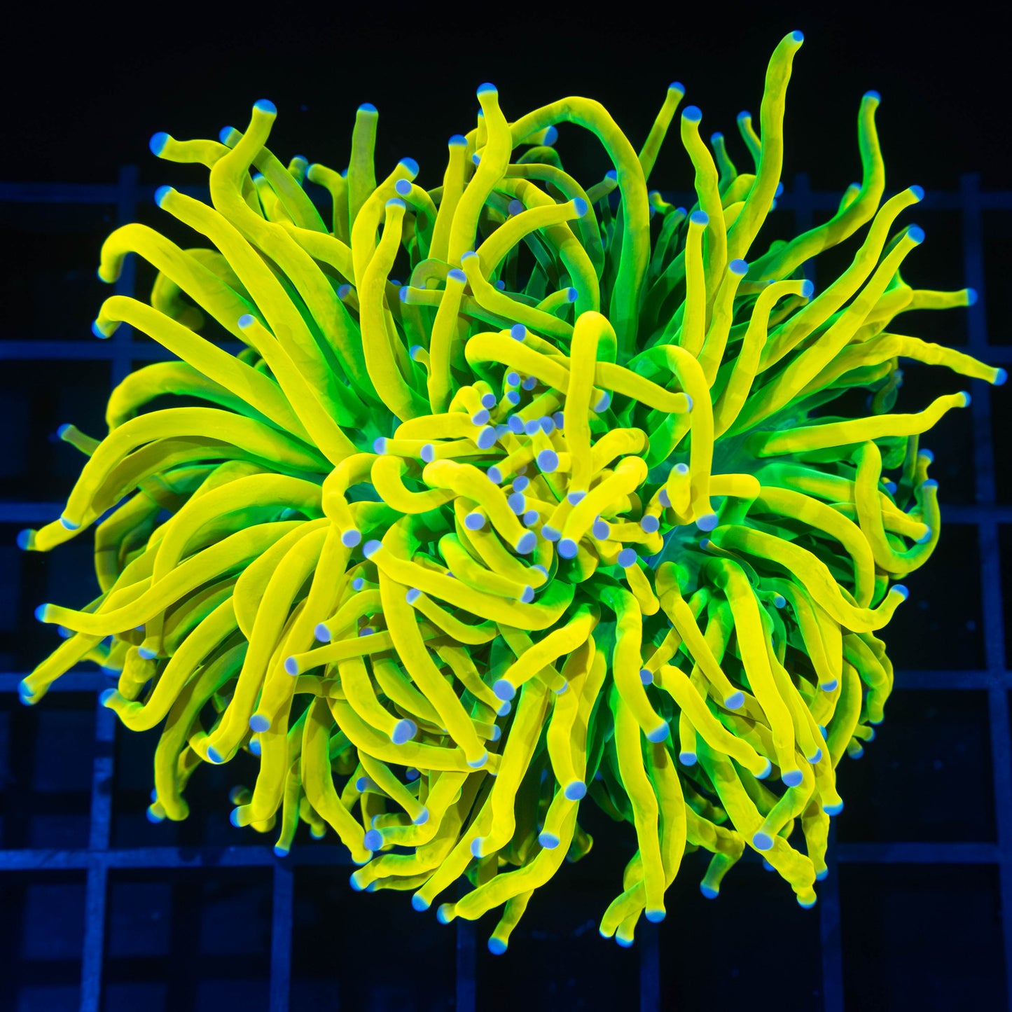 2 Heads The Ultimate Yellow Holy Grail Torch (Incredibly Yellow!)