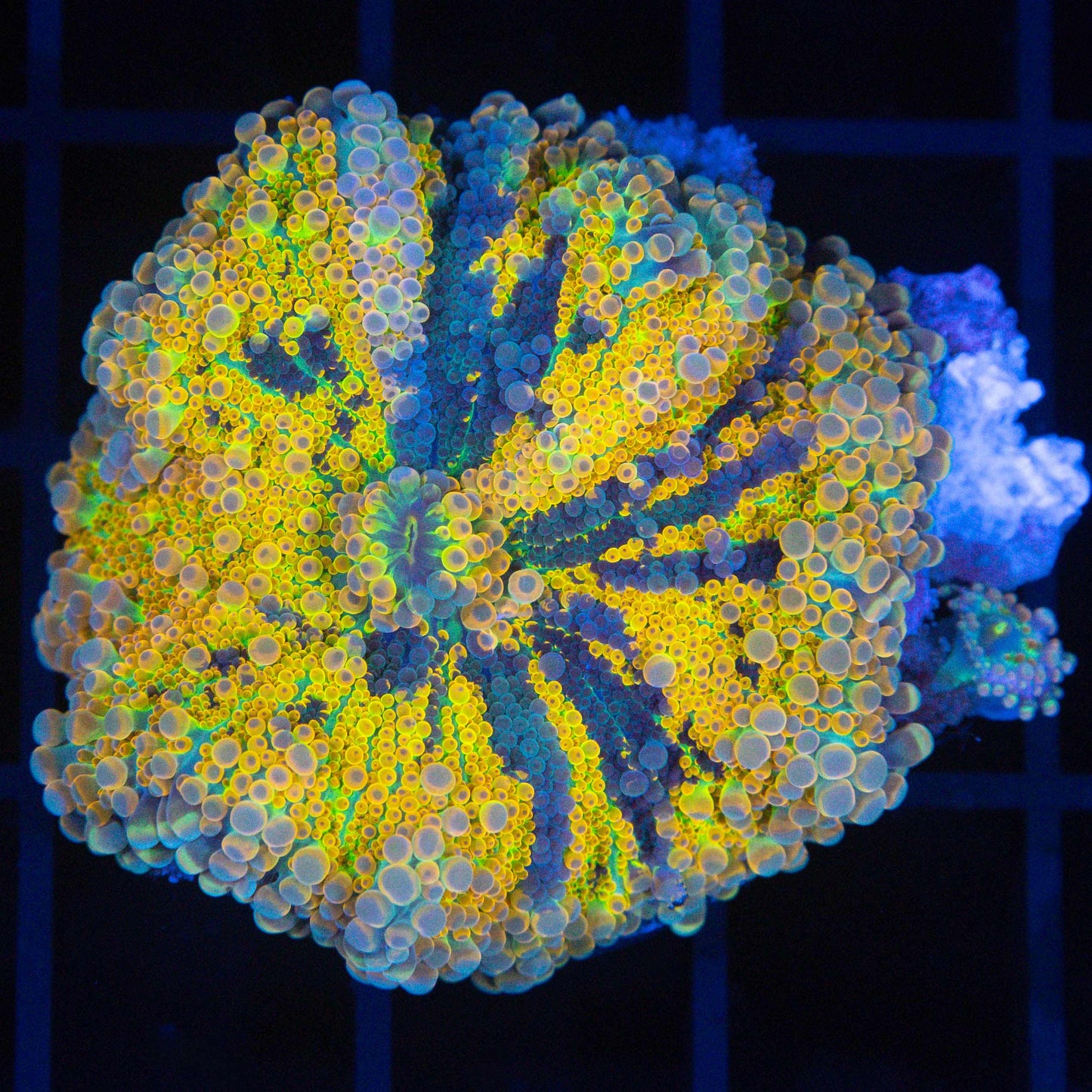 XL Yellow Rainbow Yuma Mushroom 2"