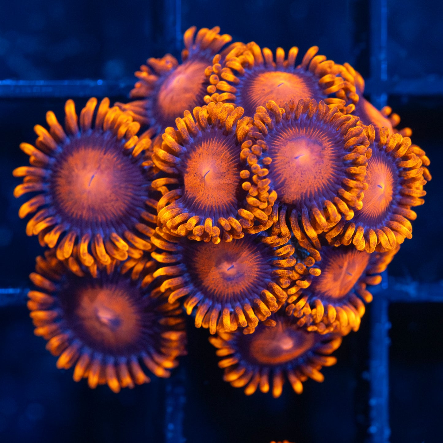 Bam Bam Zoas (11+ polyps)