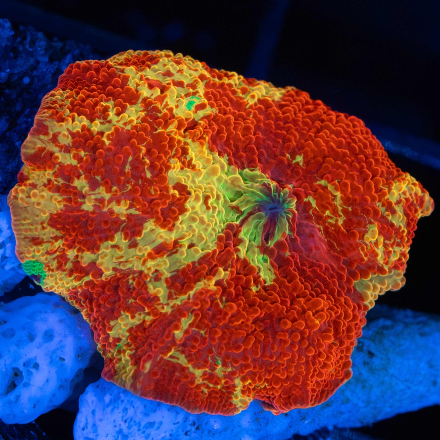 Purple Monster Jawbreaker (Tank Grown)