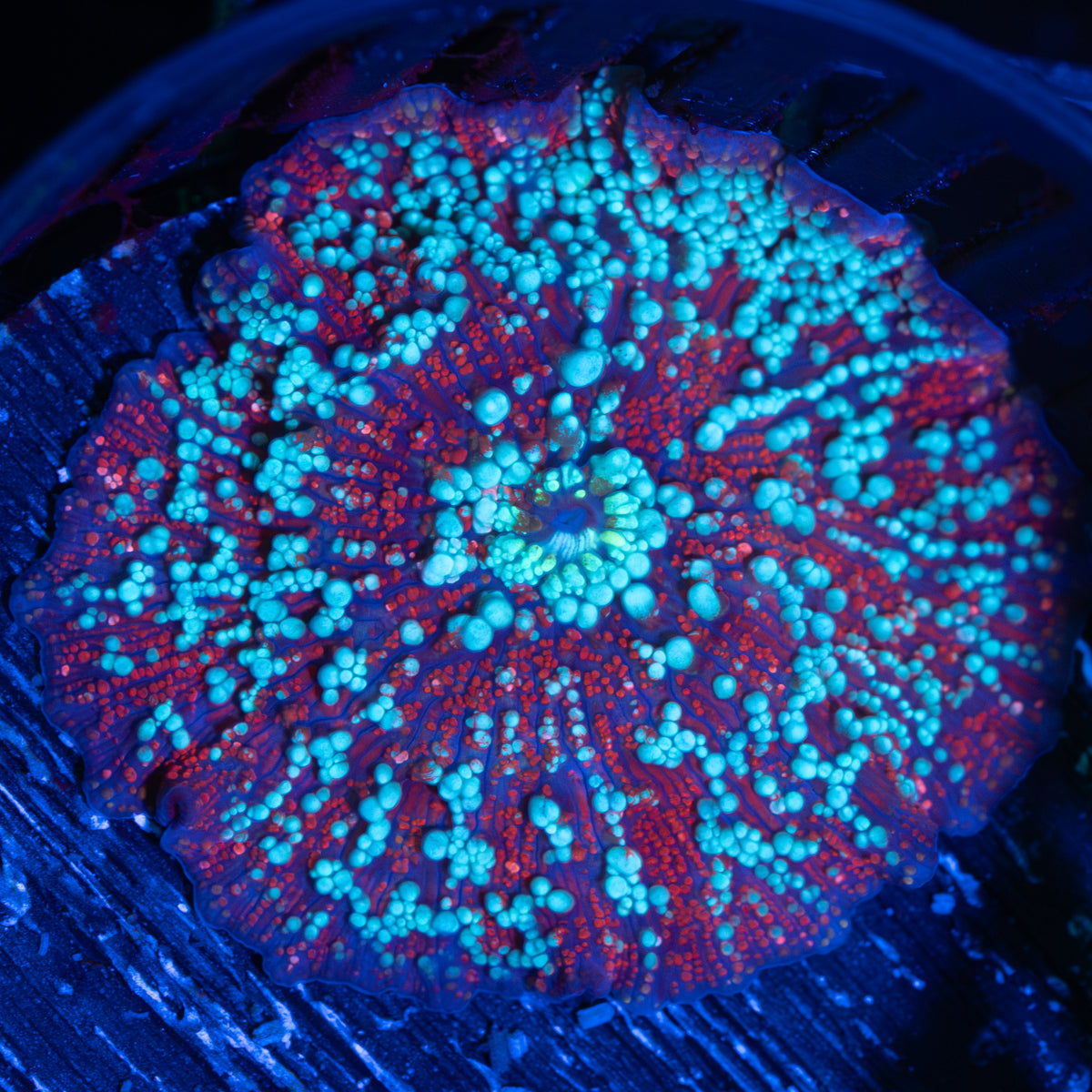 red devil mushroom coral