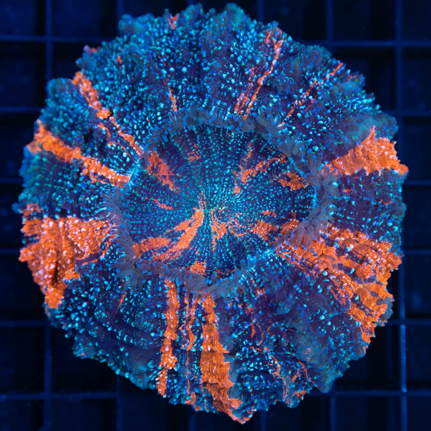 Blue Denim Acanthophyllia 4"