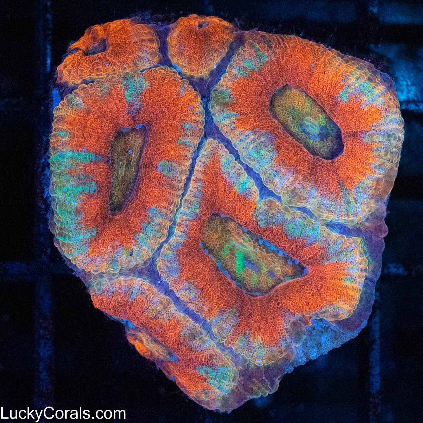 Pastel Rainbow Acan 6 polyps