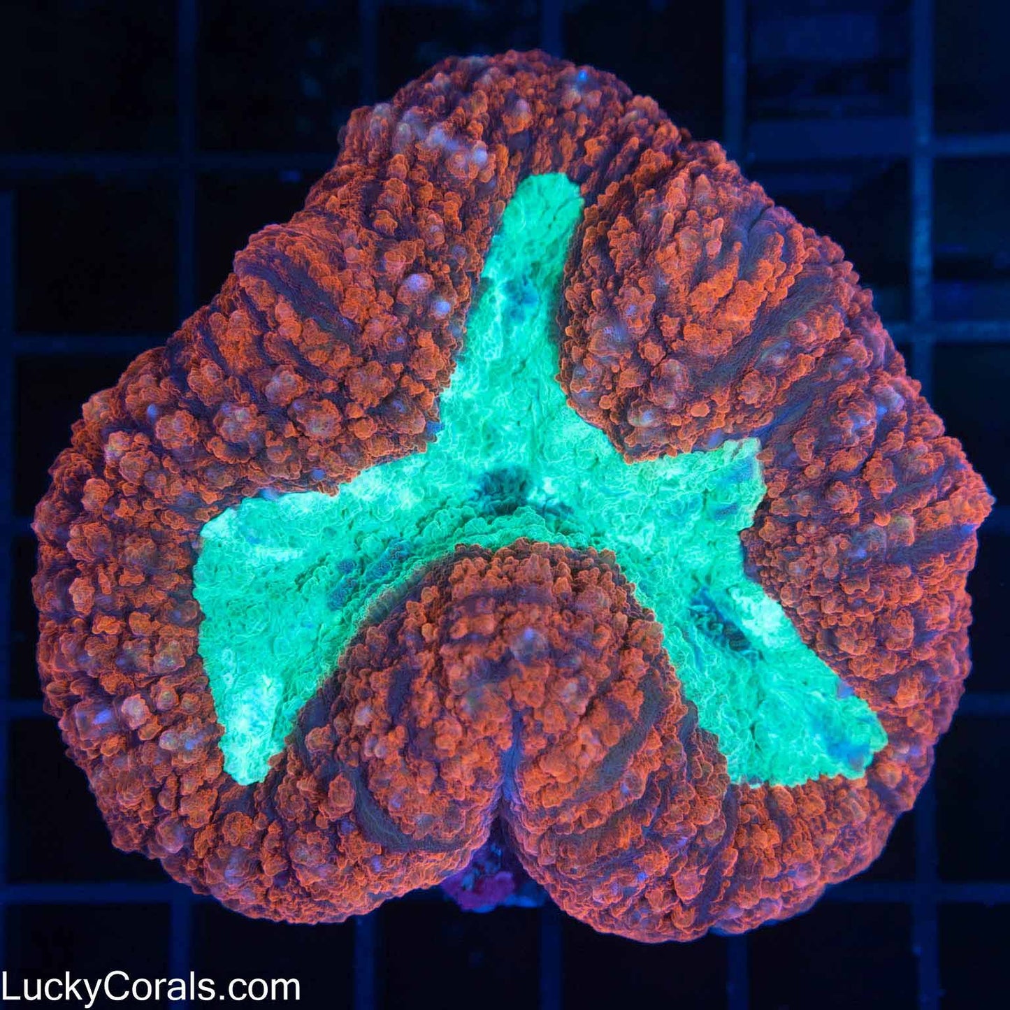 Hardy Red and Teal Aussie Lobo 3.5"