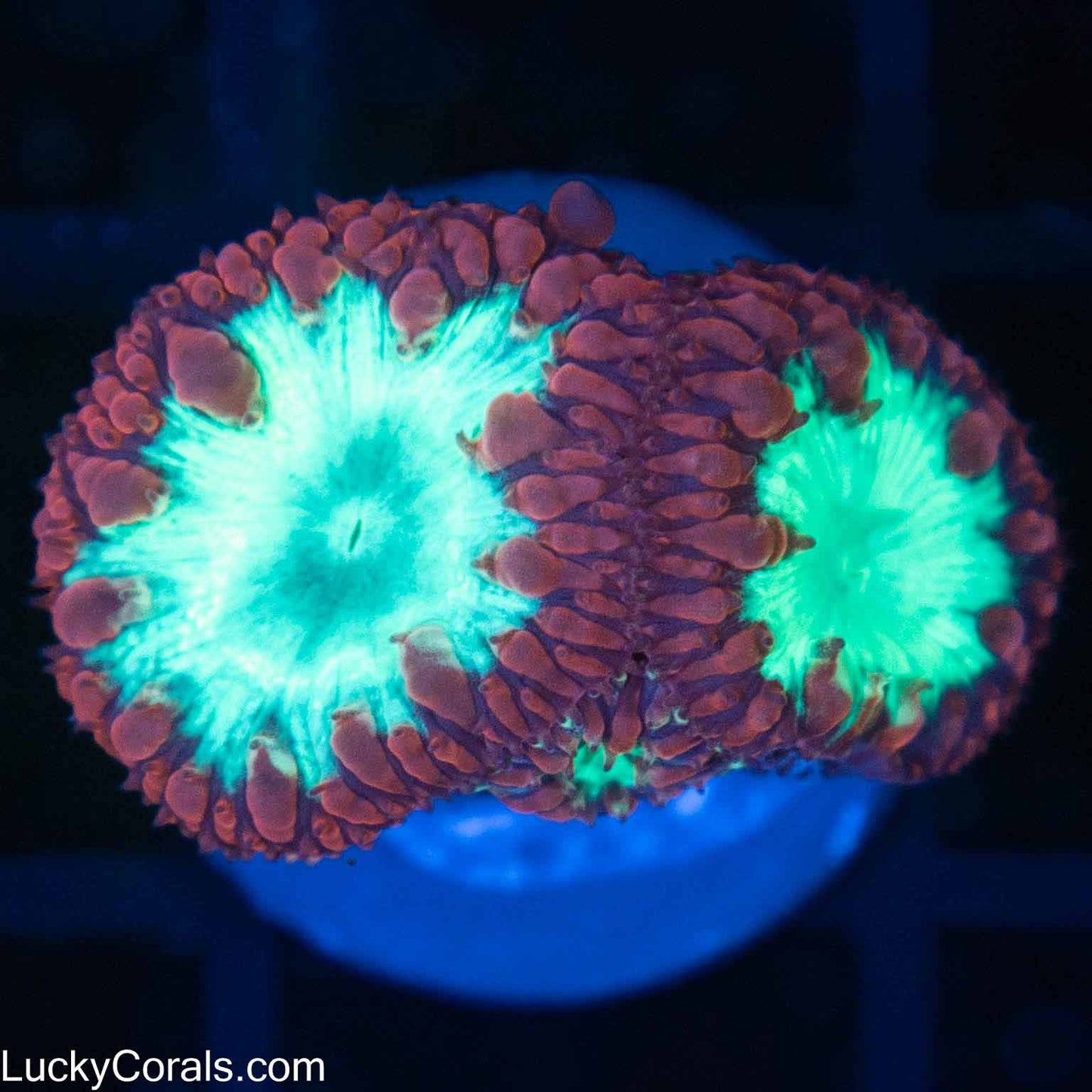Red and Teal Blasto