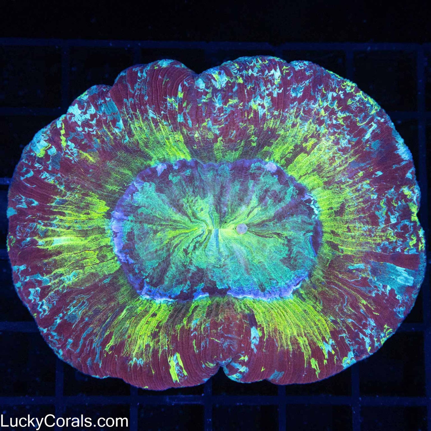 4 Color Indo Wellso 4"