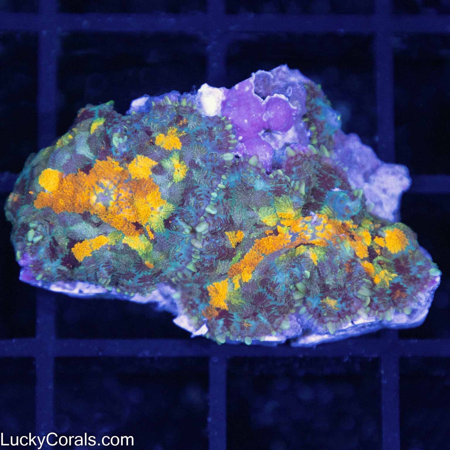 2 Marigold Rhodactis