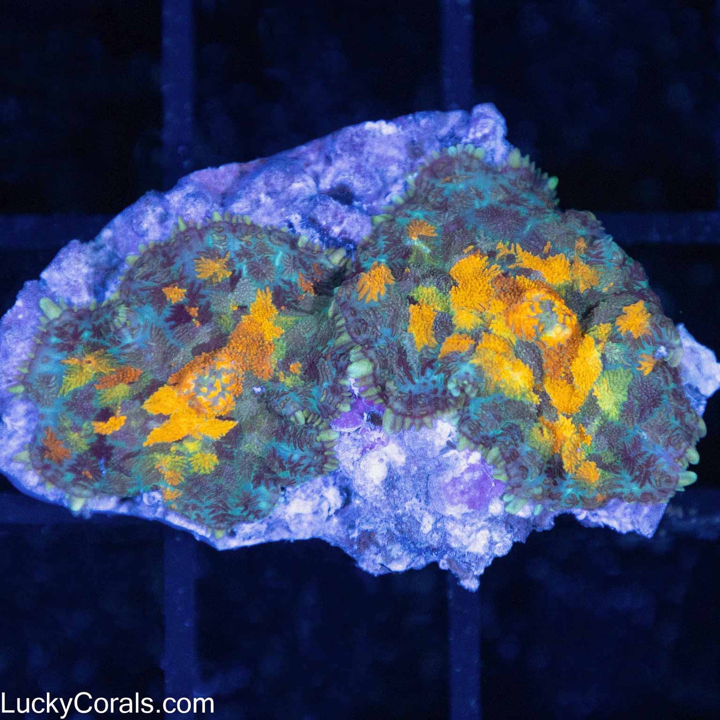 2 Marigold Rhodactis