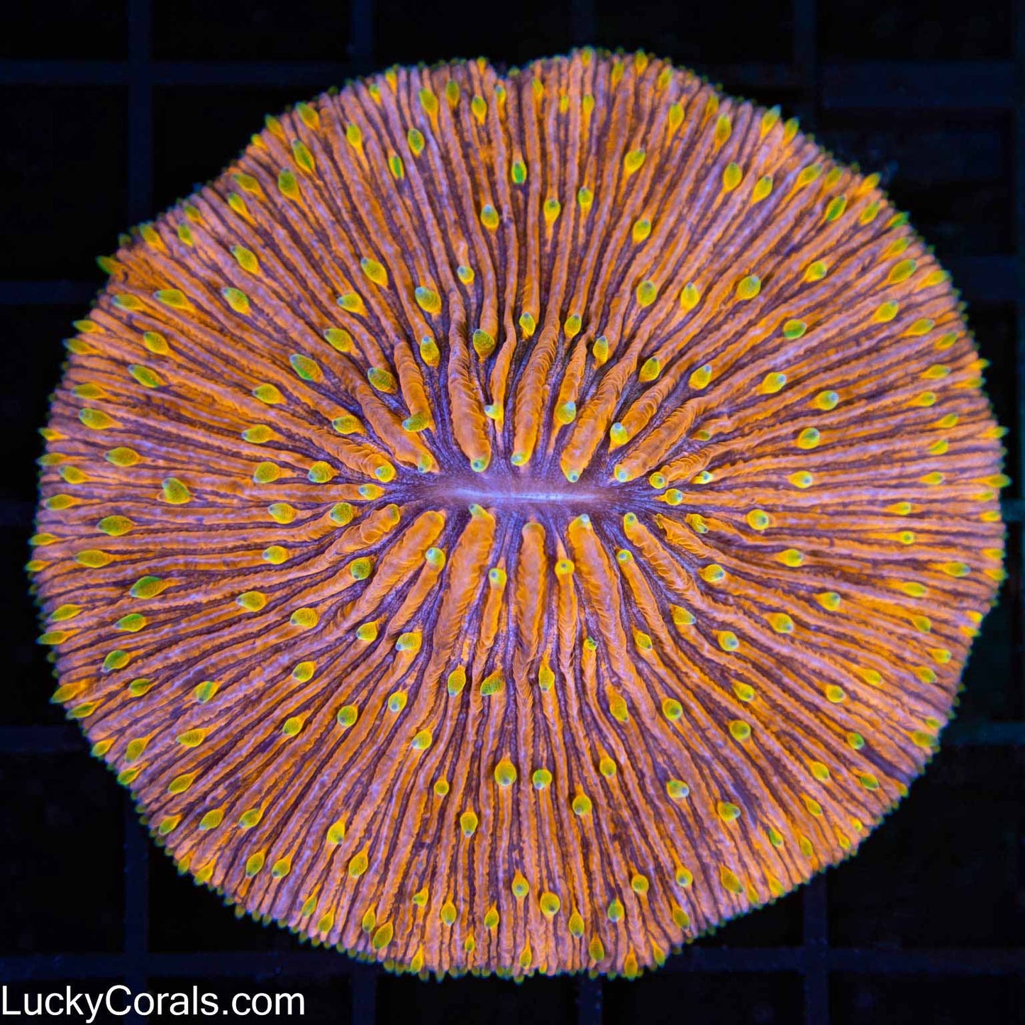 XL Indo 4 Color Plate Coral 3"