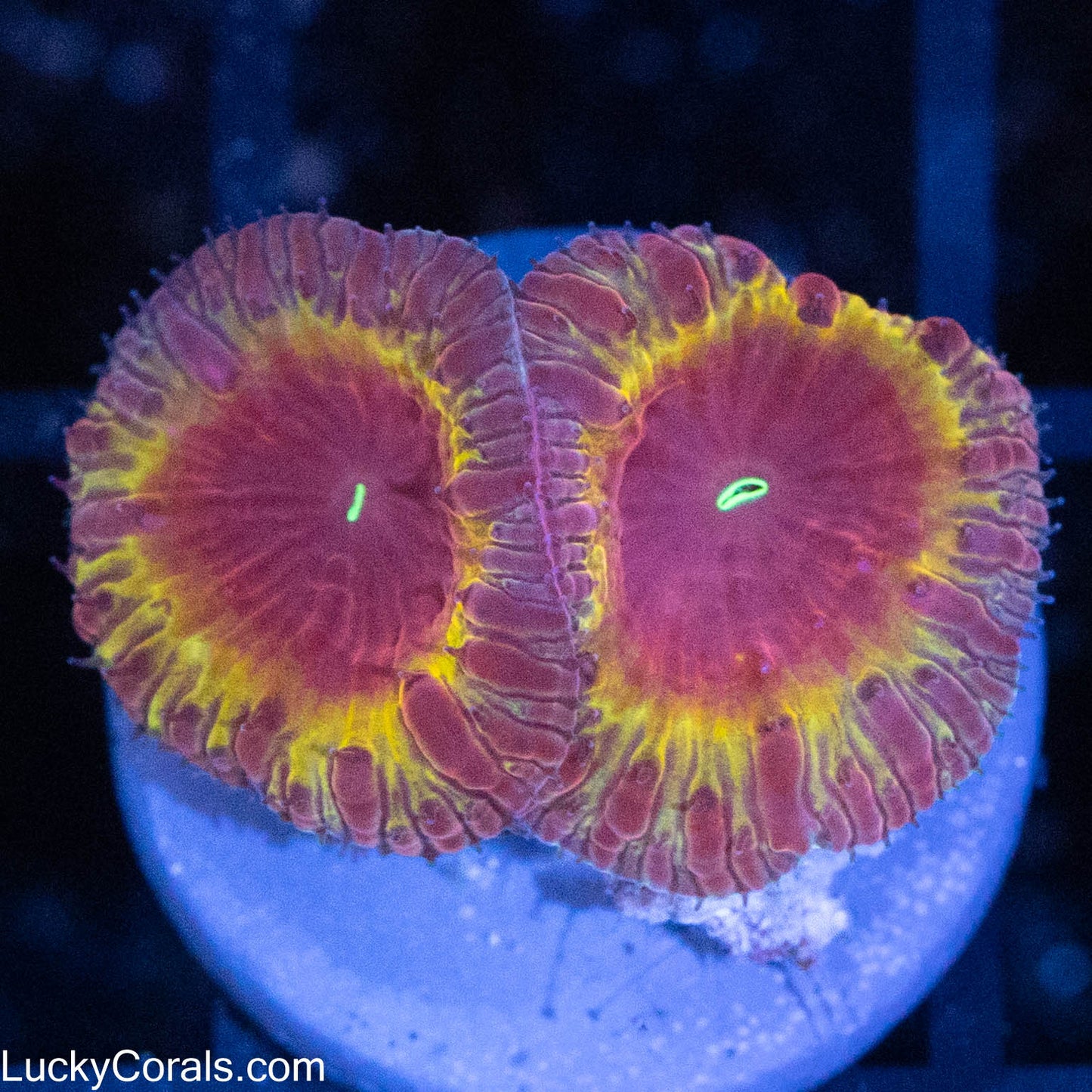 Ironman Blasto 2 Polyps
