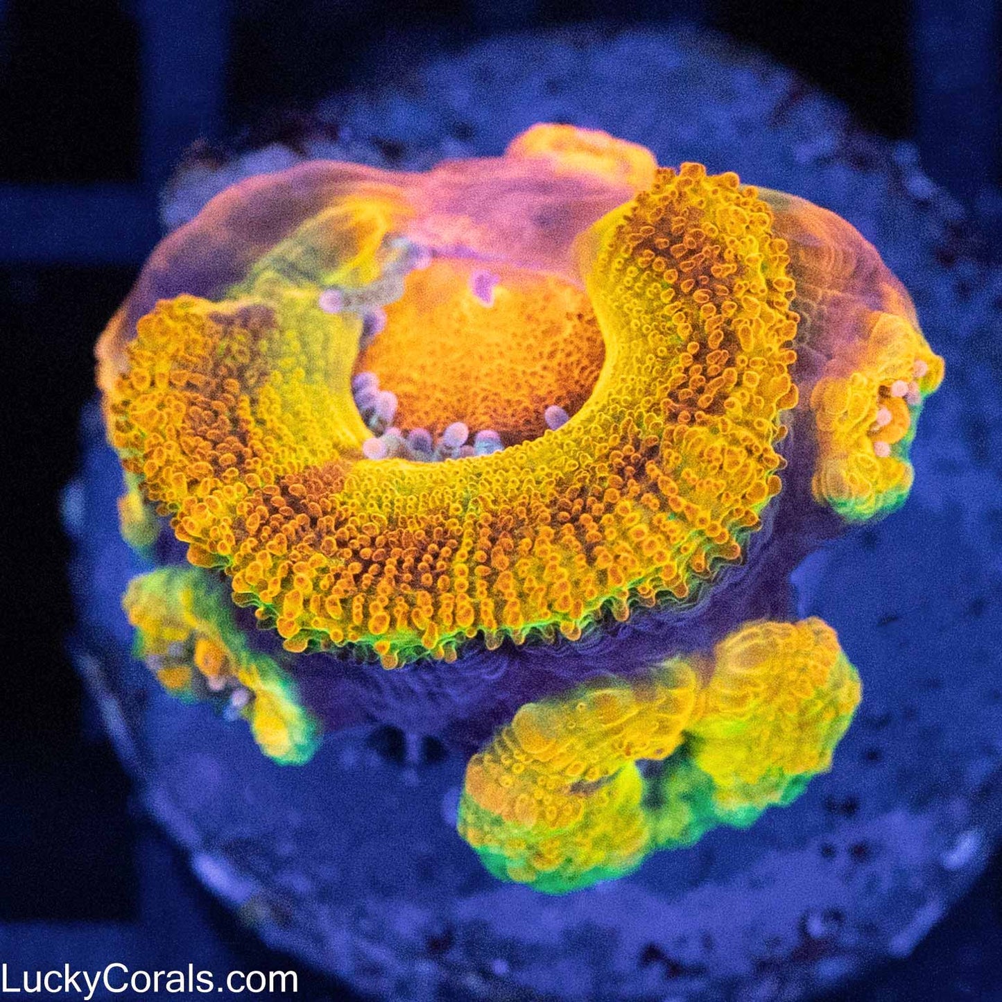 LCK Rainbow Anaconda Acan (Tank Grown)