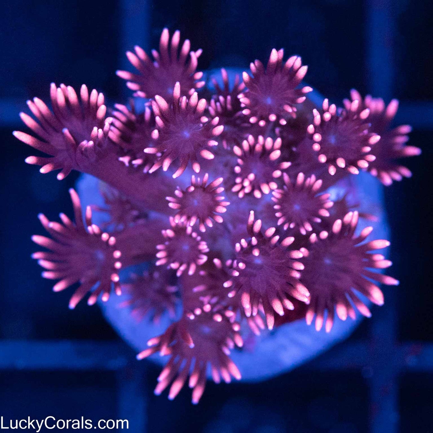 Pink Goni
