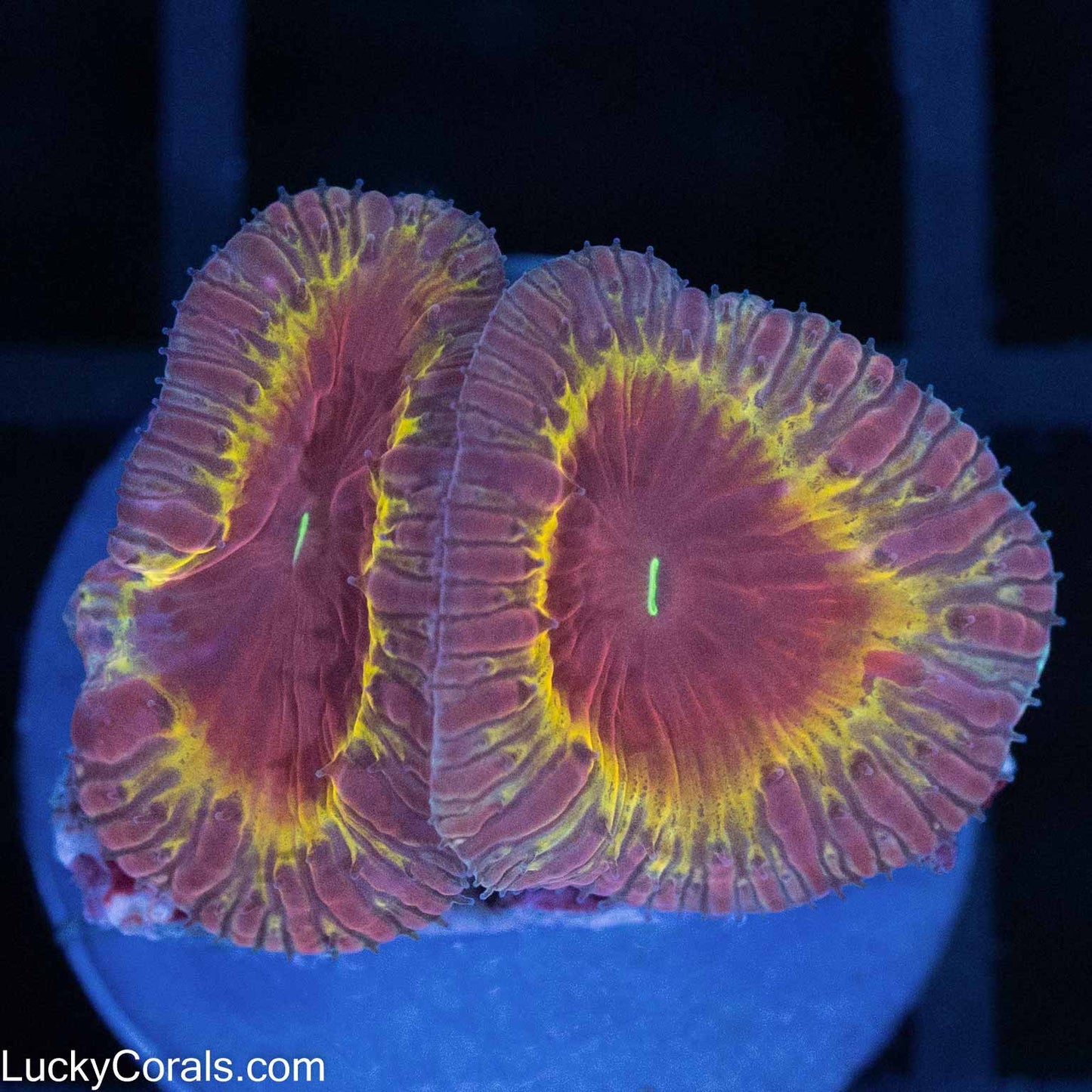Ironman Blasto 2 Polyps