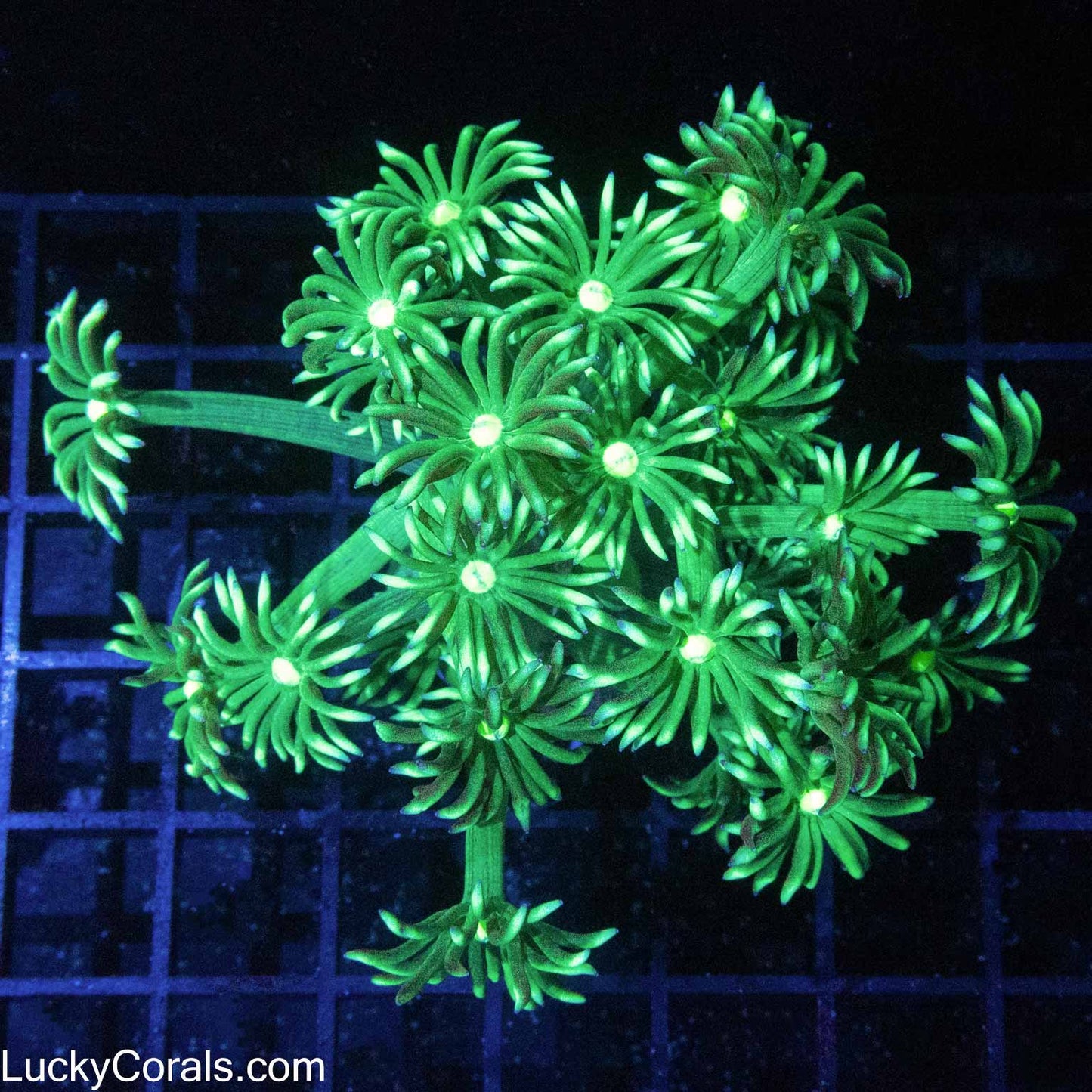 XL Metallic Green Goni Frag 4"