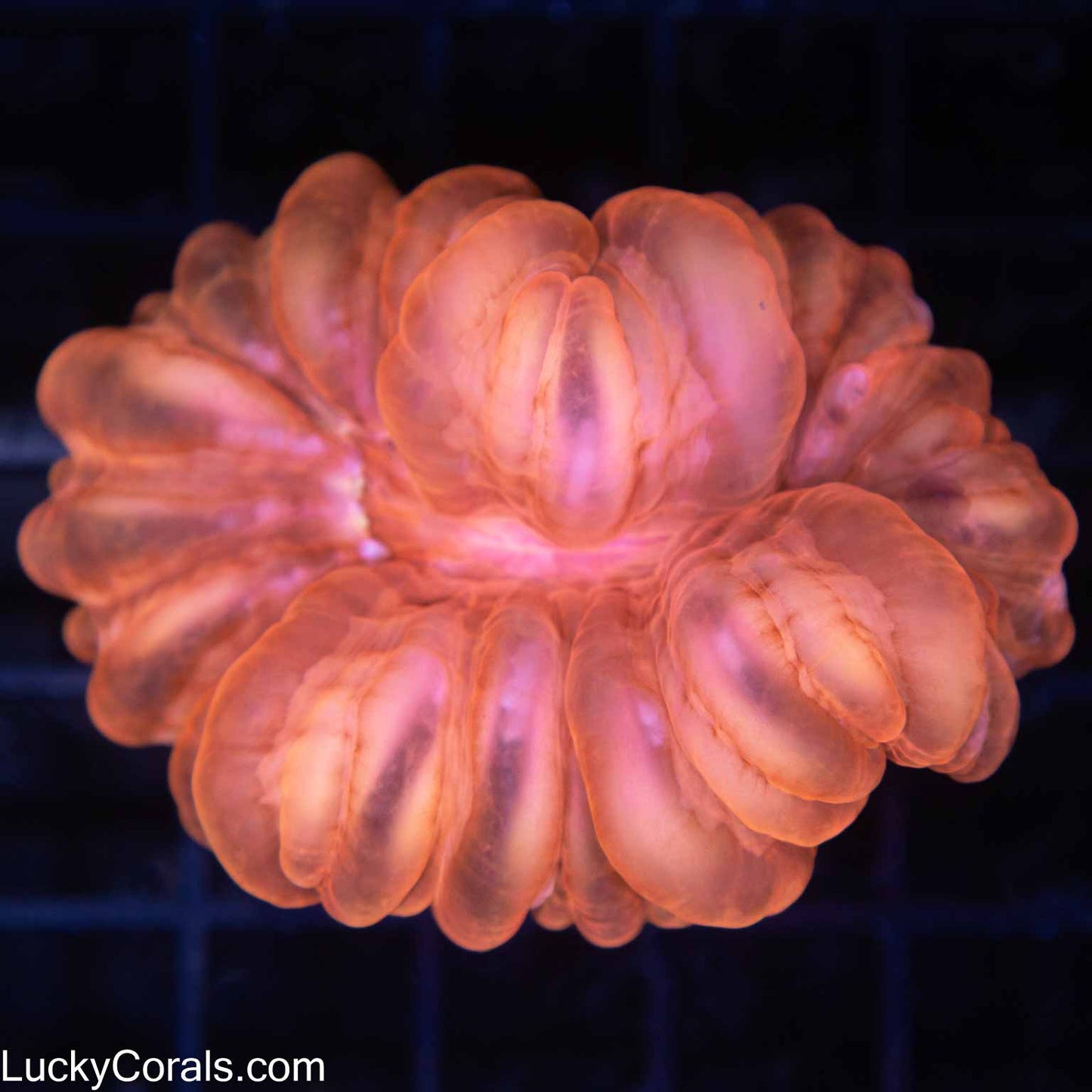 Peach Cynarina 2.75"