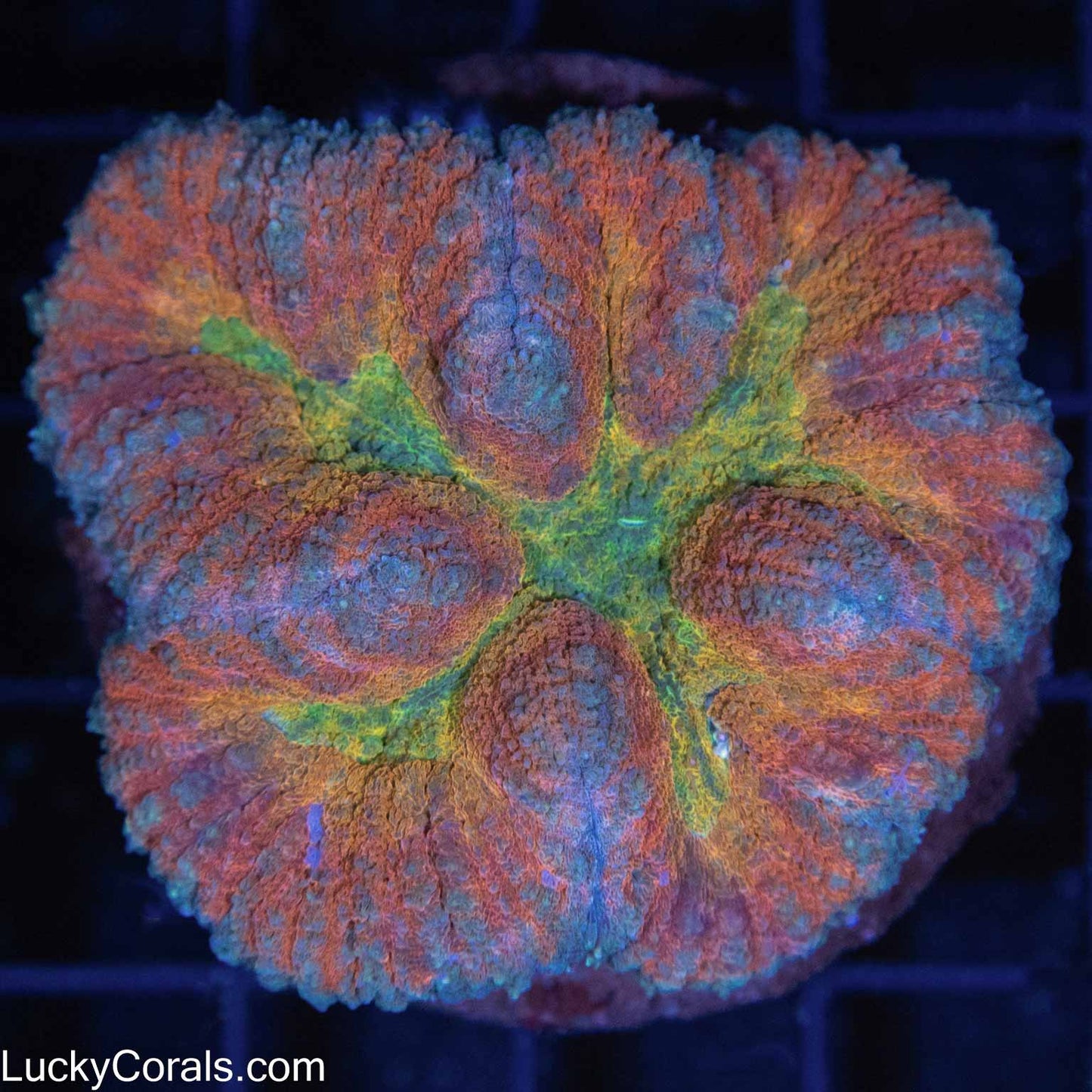 Rainbow Lobo 2.5"
