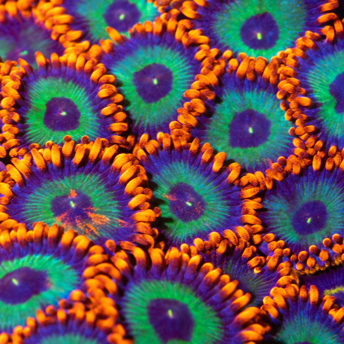 Emerald On Fire Zoa