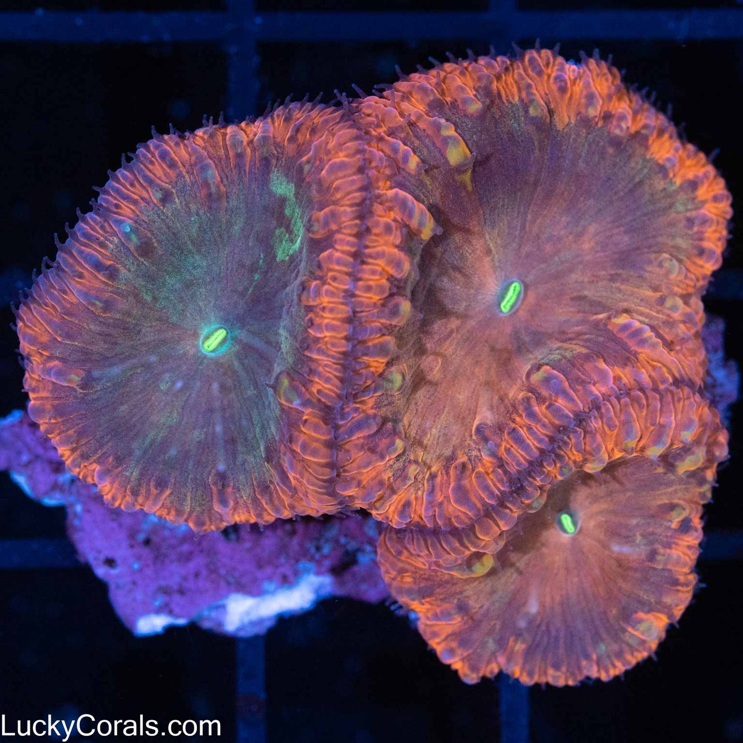 Unique Blasto (3 Polyps)