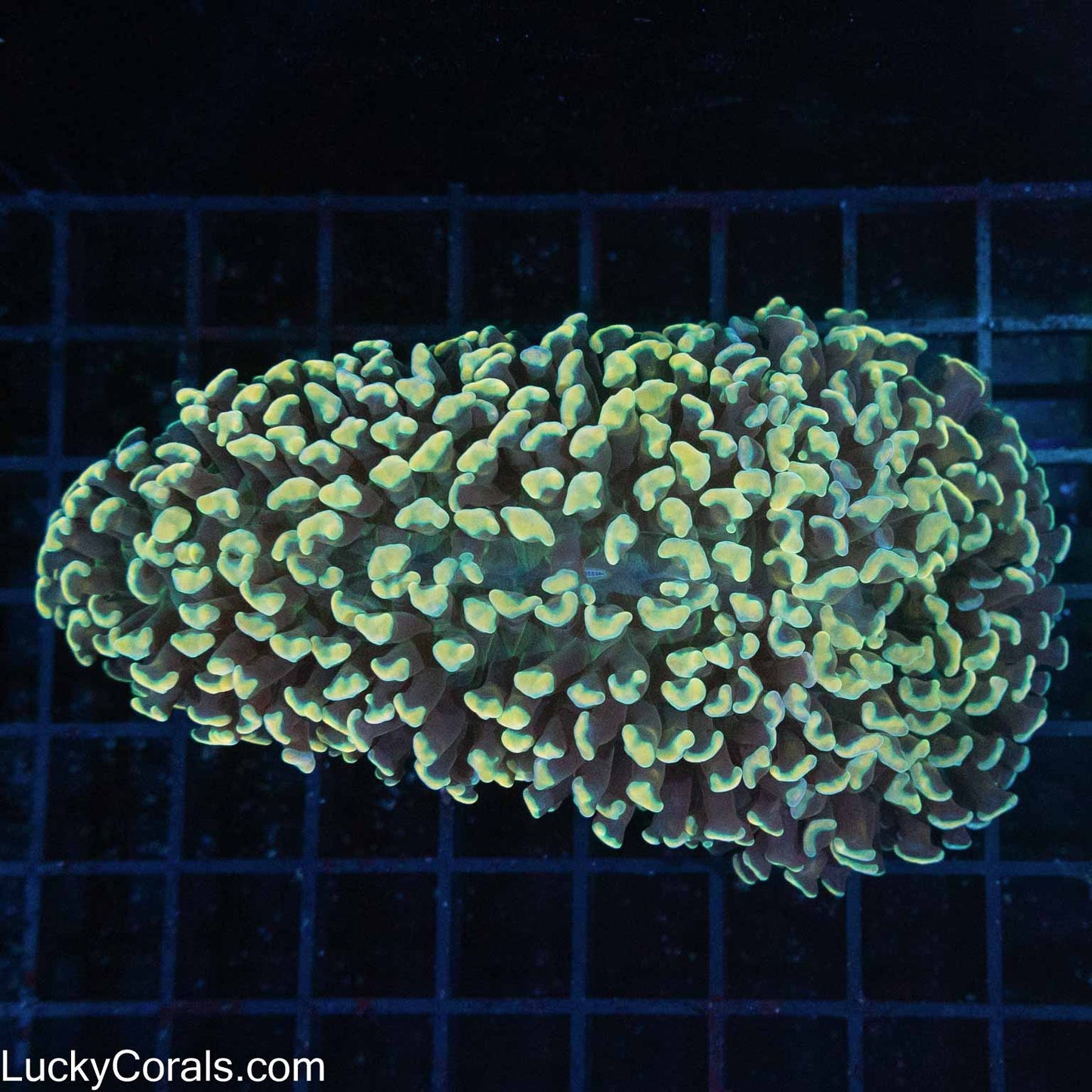 Gold Hammer Coral 5"