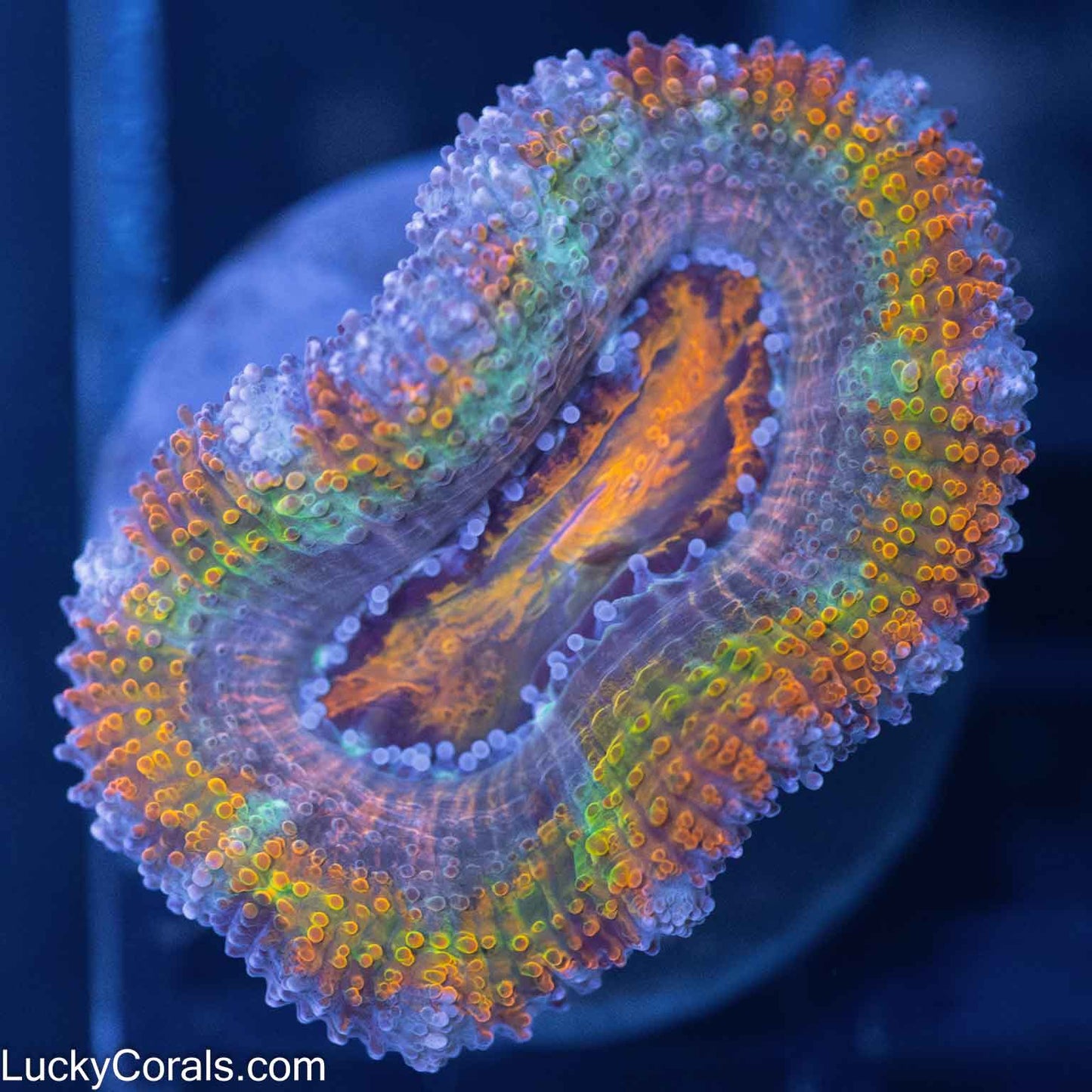 Rainbow Acan Coral