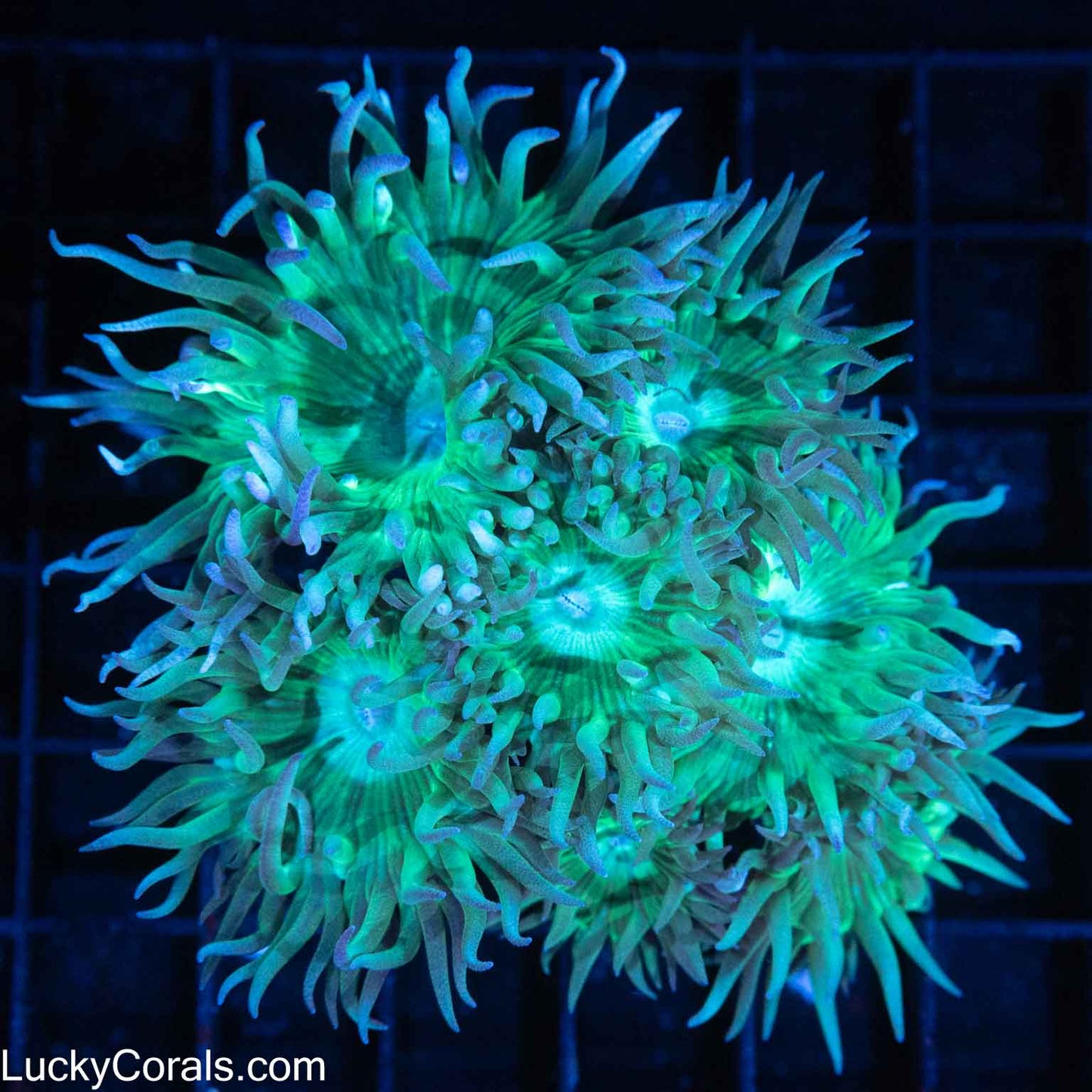 Greeb Branching Duncan Colony 10 Polyps