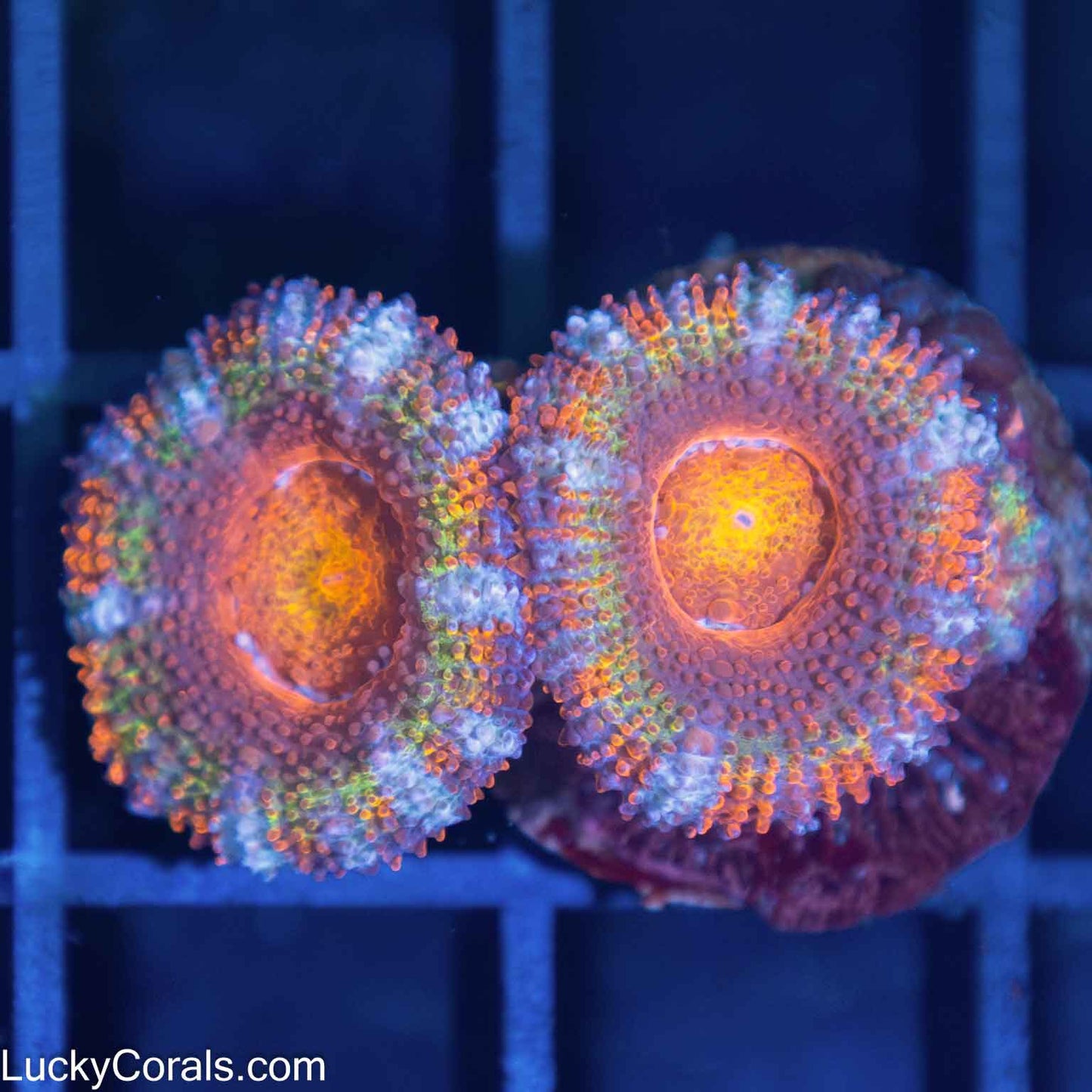 Rainbow Acan Coral (2 Polyps)