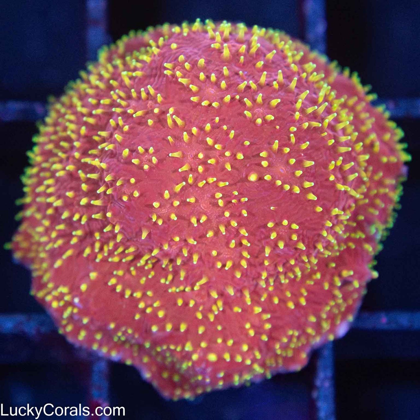 Freak Hair Lithophyllon
