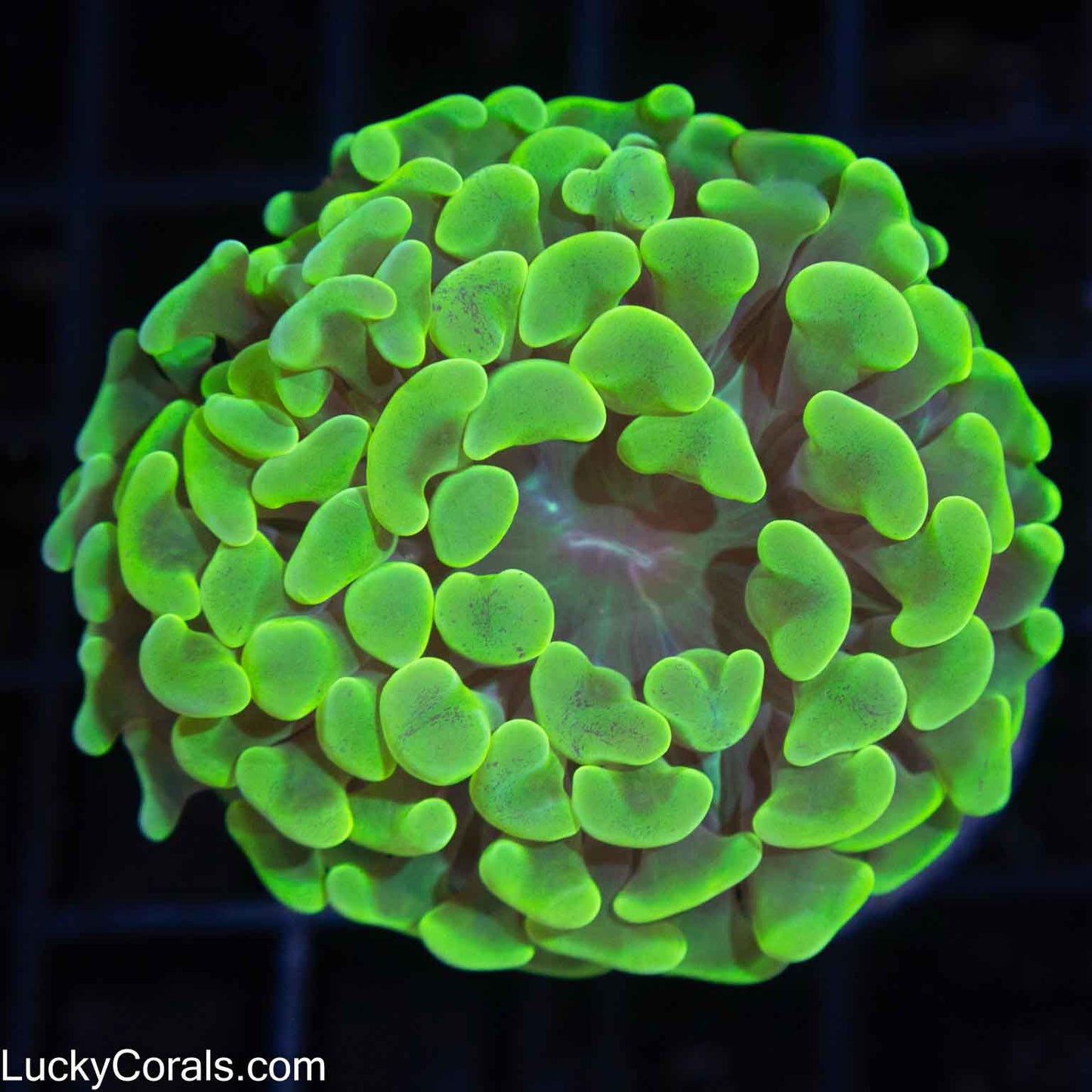 Aussie Highlighter Branching Hammer 2.5"