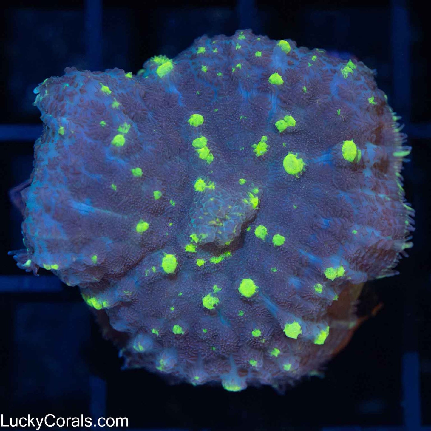 Lemon Lime Bubble Bounce 1.75"