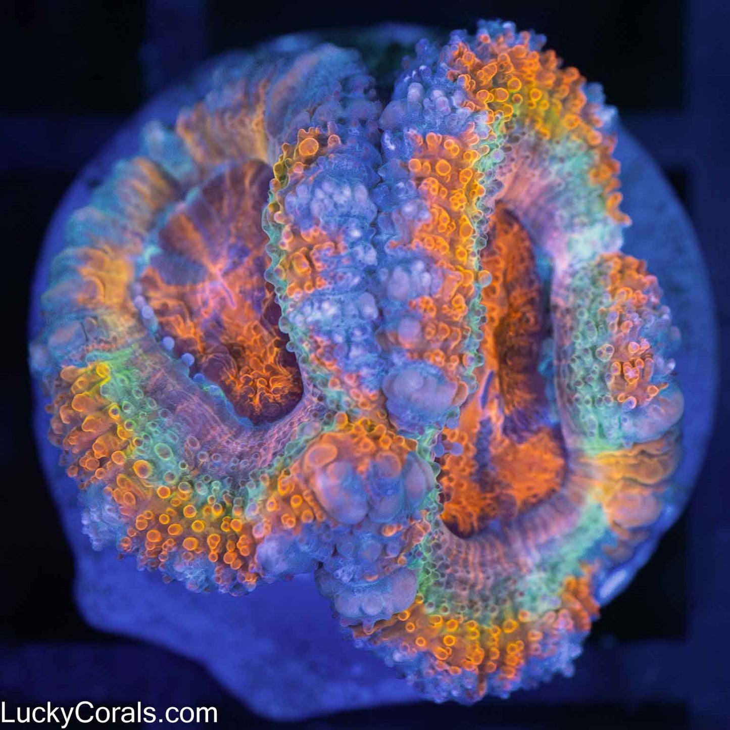 Rainbow Acan Coral (2 Polyps)