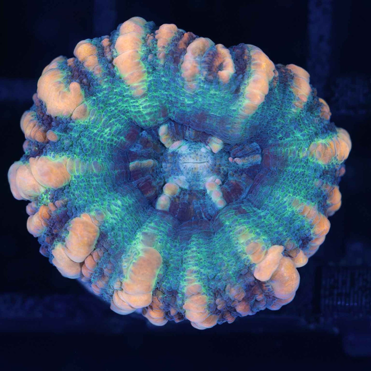 Teal Blue and Orange Button Scoly