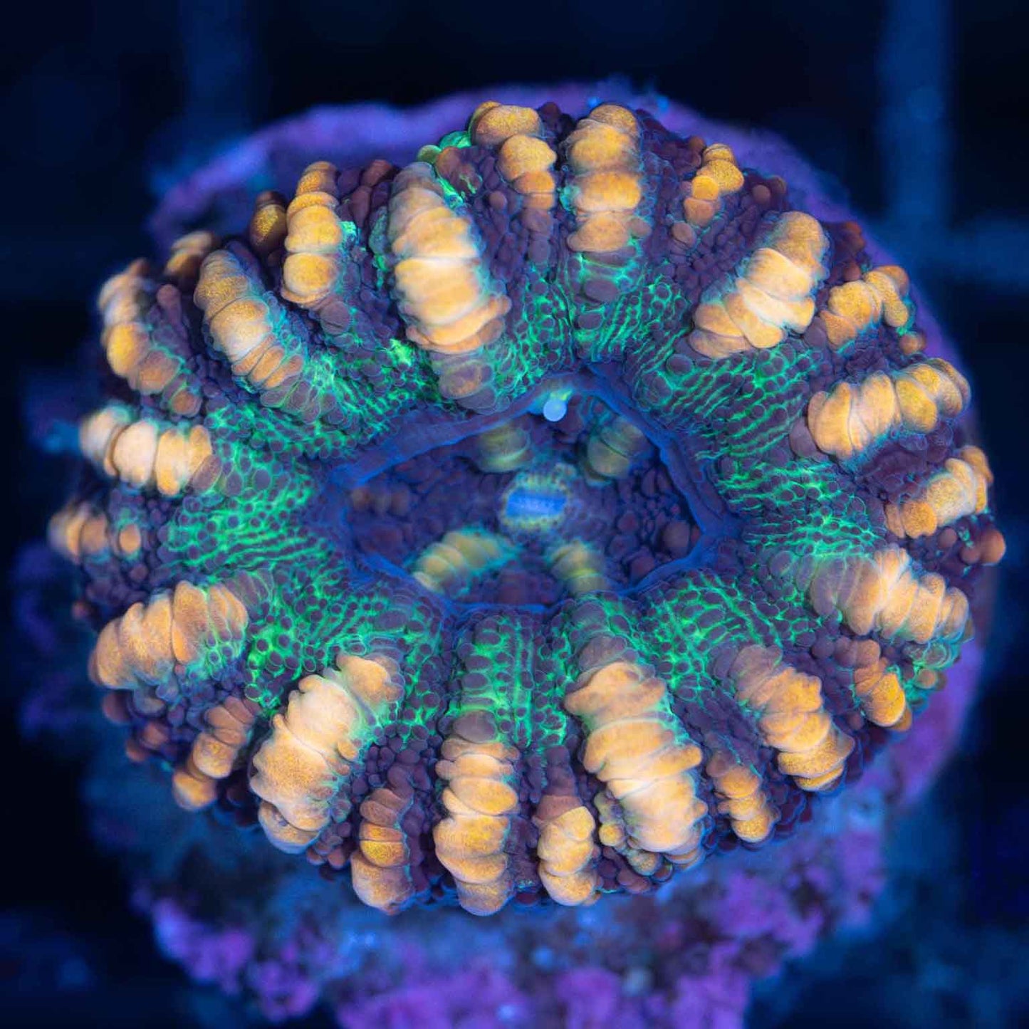 Teal Blue and Orange Button Scoly
