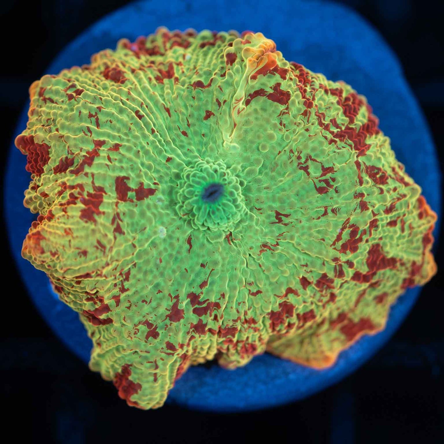 Eclectus Mushroom Coral (quarter size)