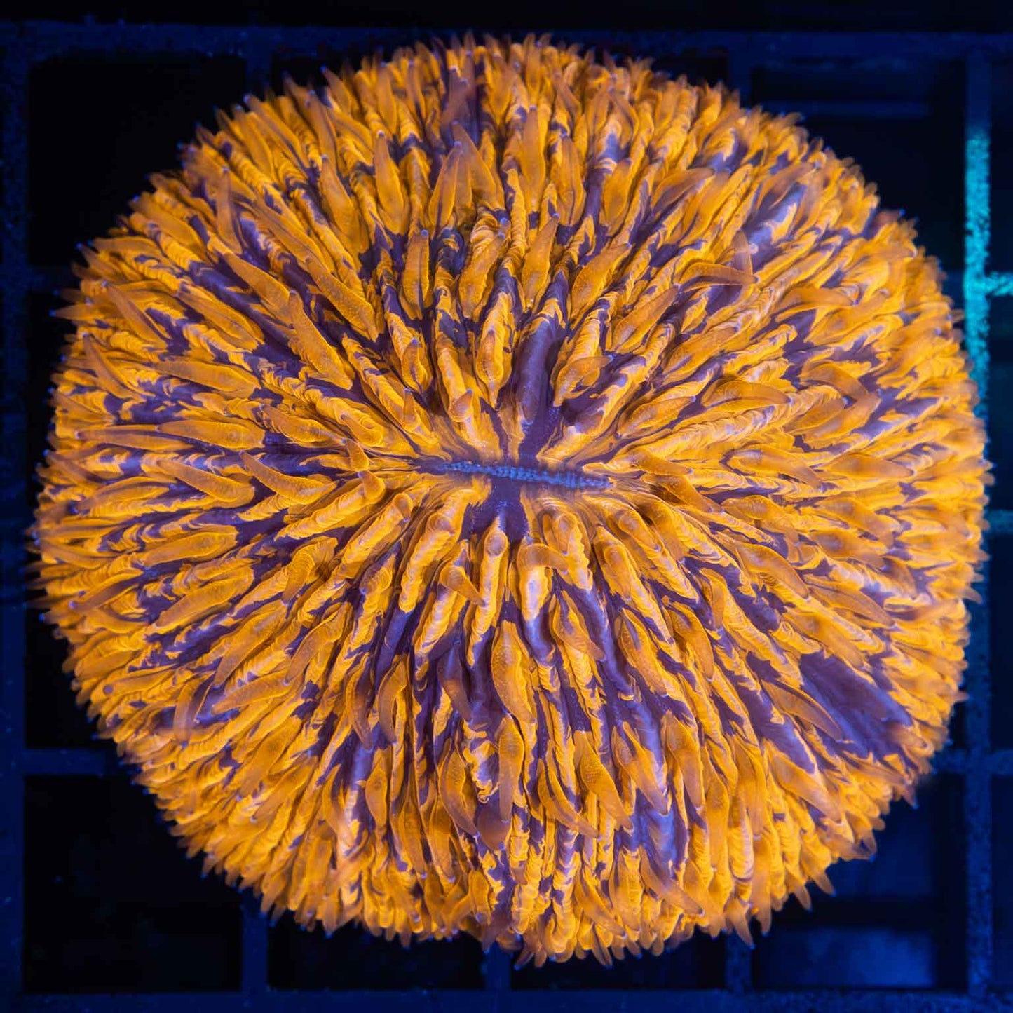 Orange and Purple Plate Coral 2.5