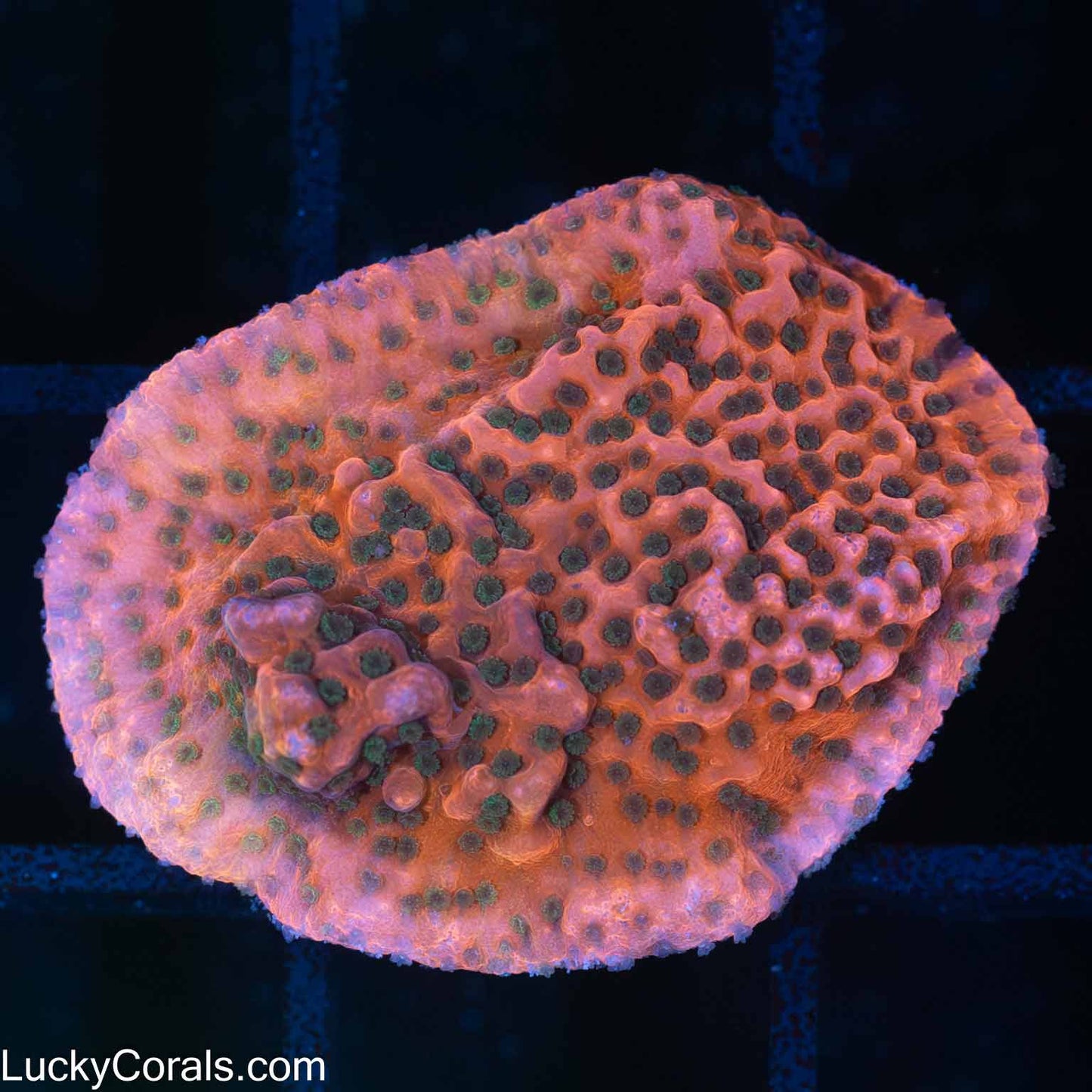 Cherry Tree Montipora