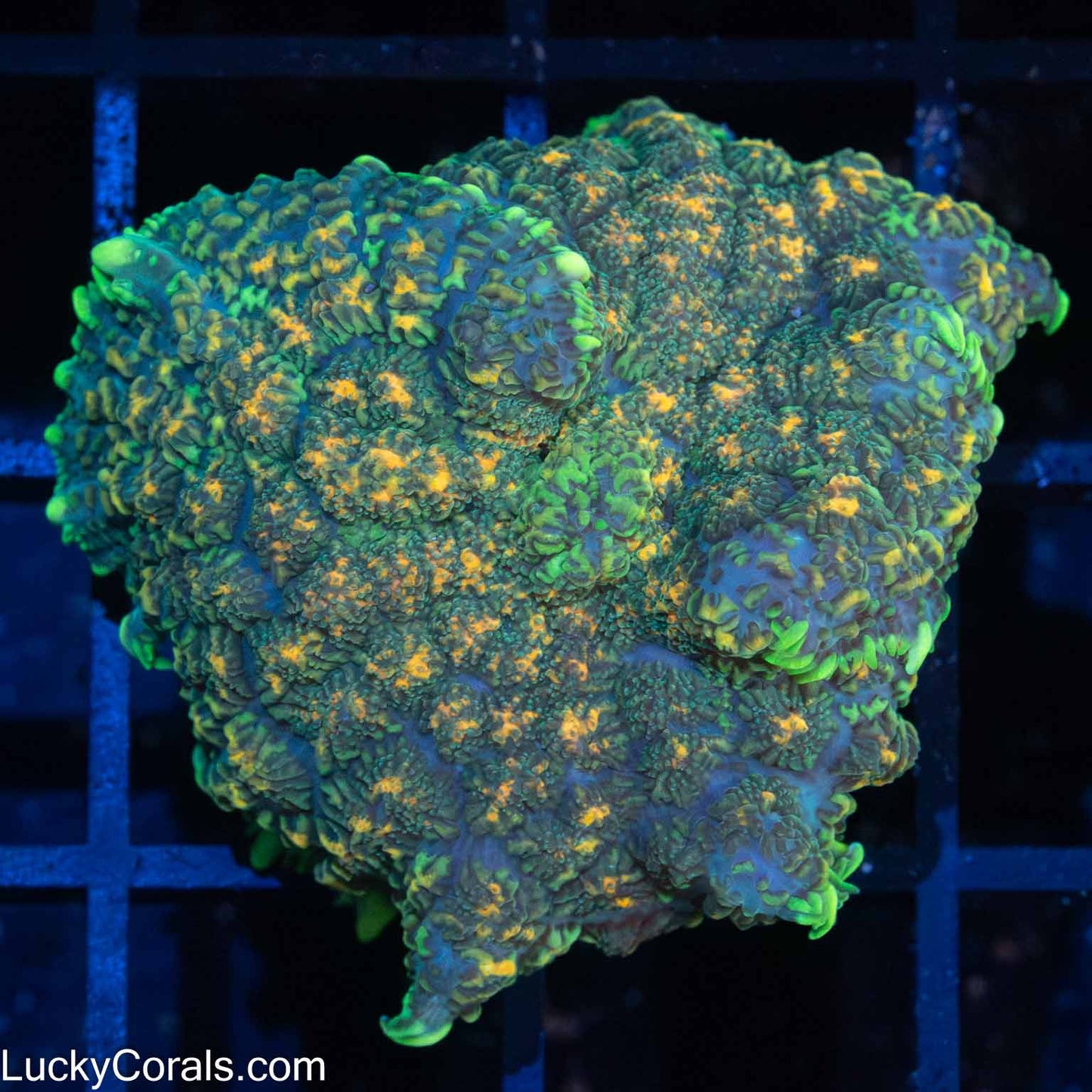Volcanic Island Mushroom 1.5"+